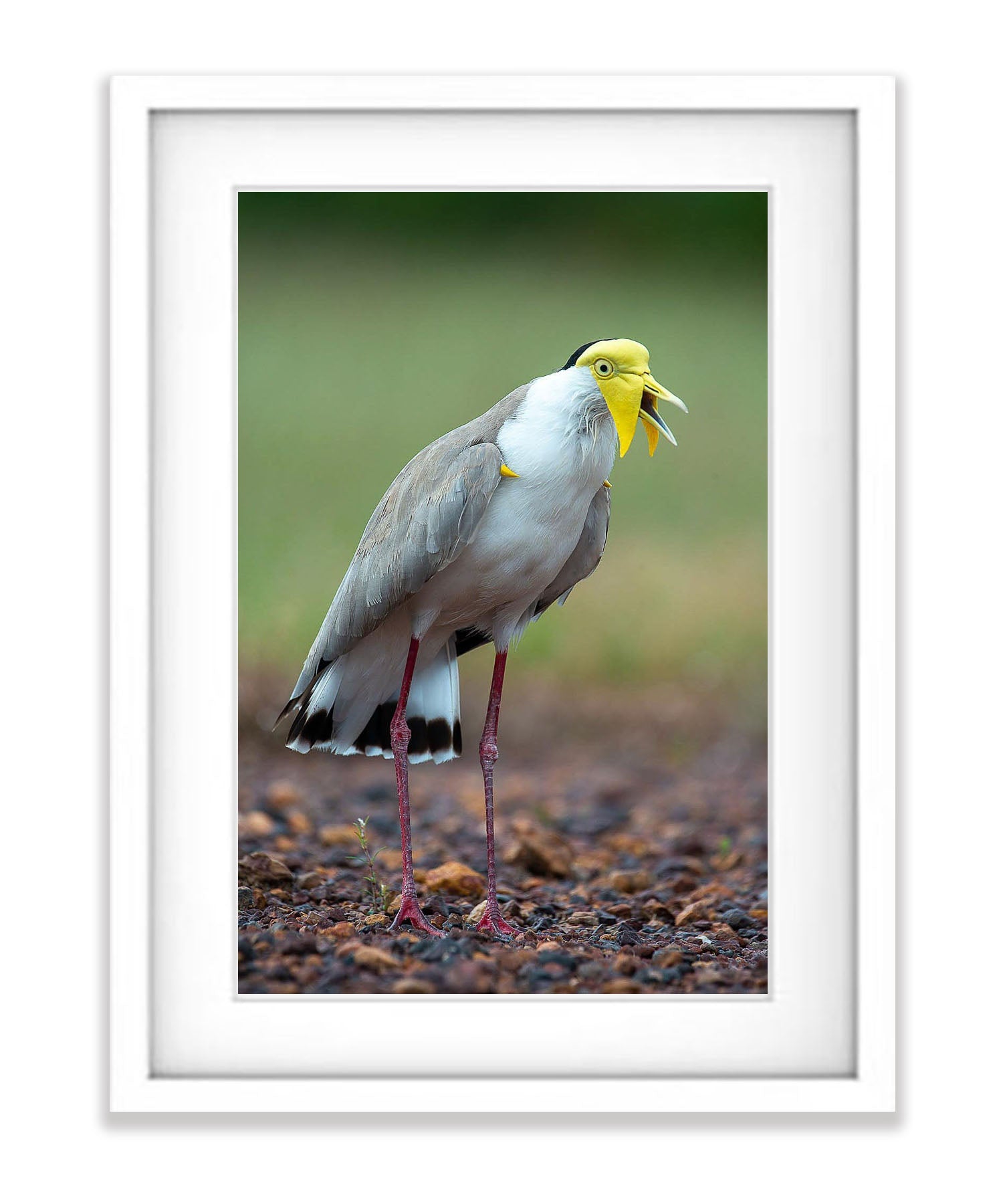 Masked Lapwing, Northern Territory