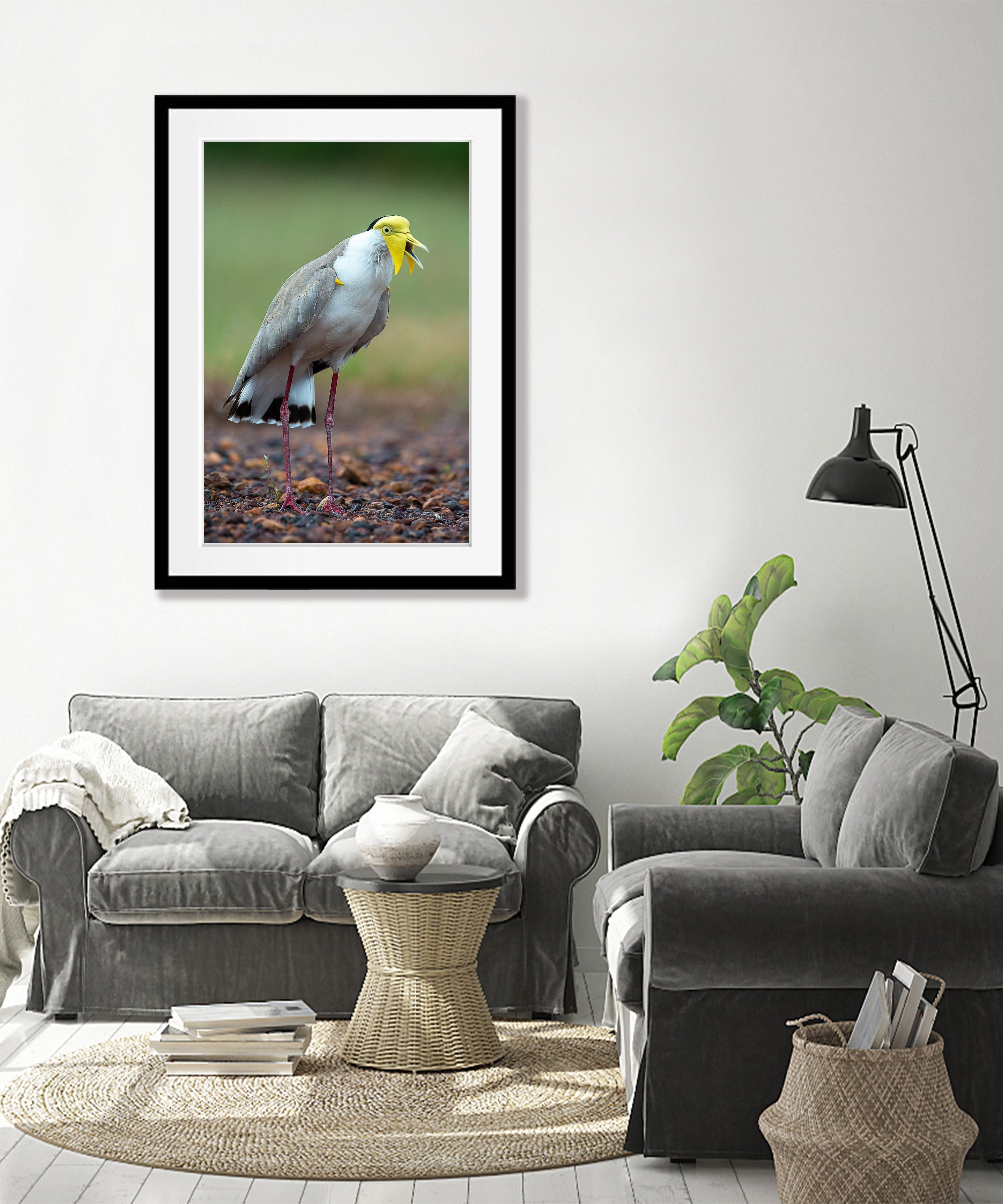 Masked Lapwing, Northern Territory