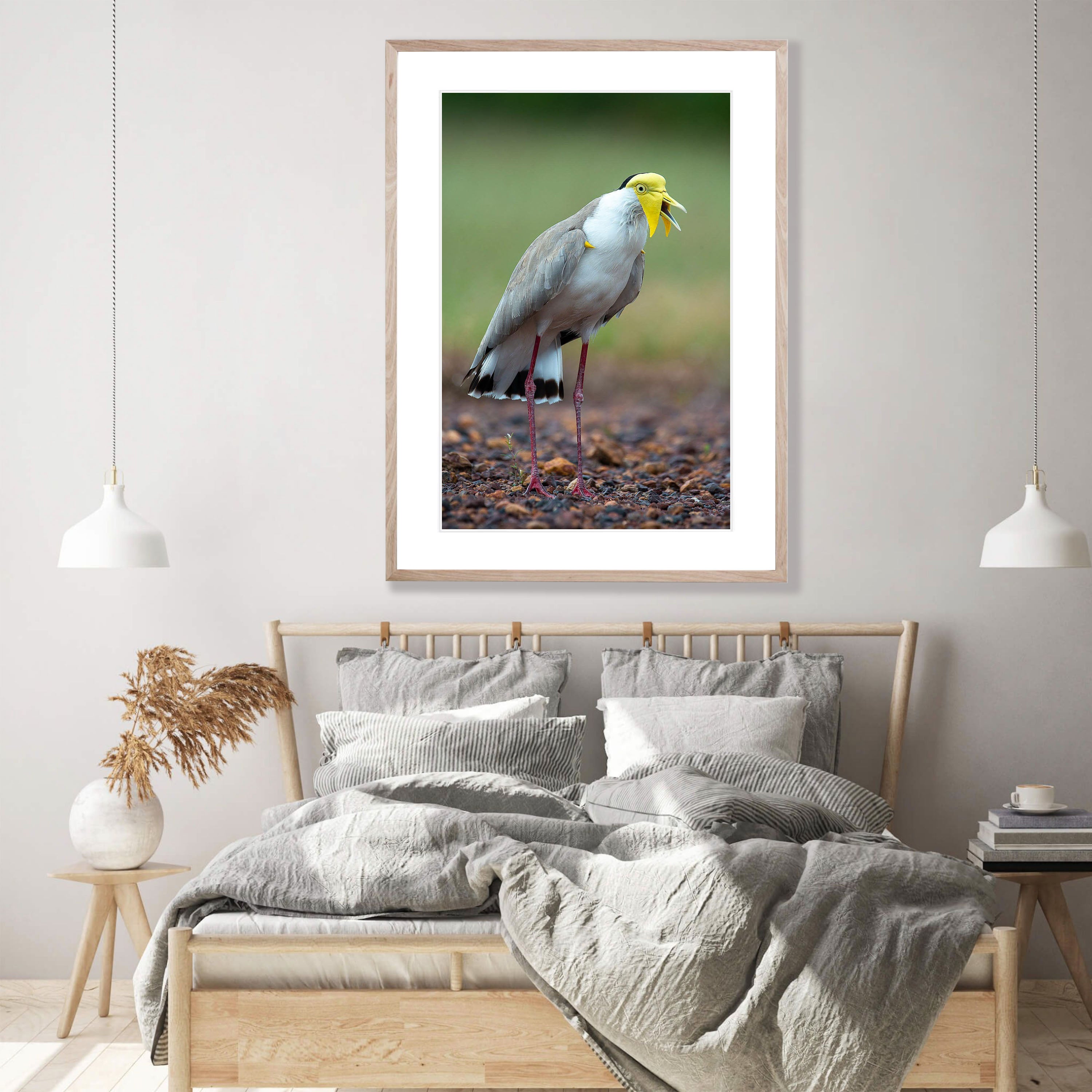 Masked Lapwing, Northern Territory