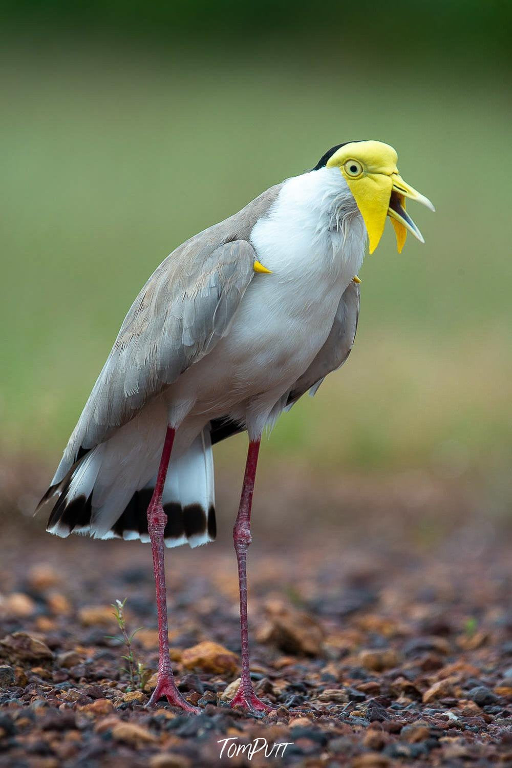 A close-up shot of a Heron-like bird with long thin legs and a yellow-colored head area, Arnhem Land 25 - Northern Territory