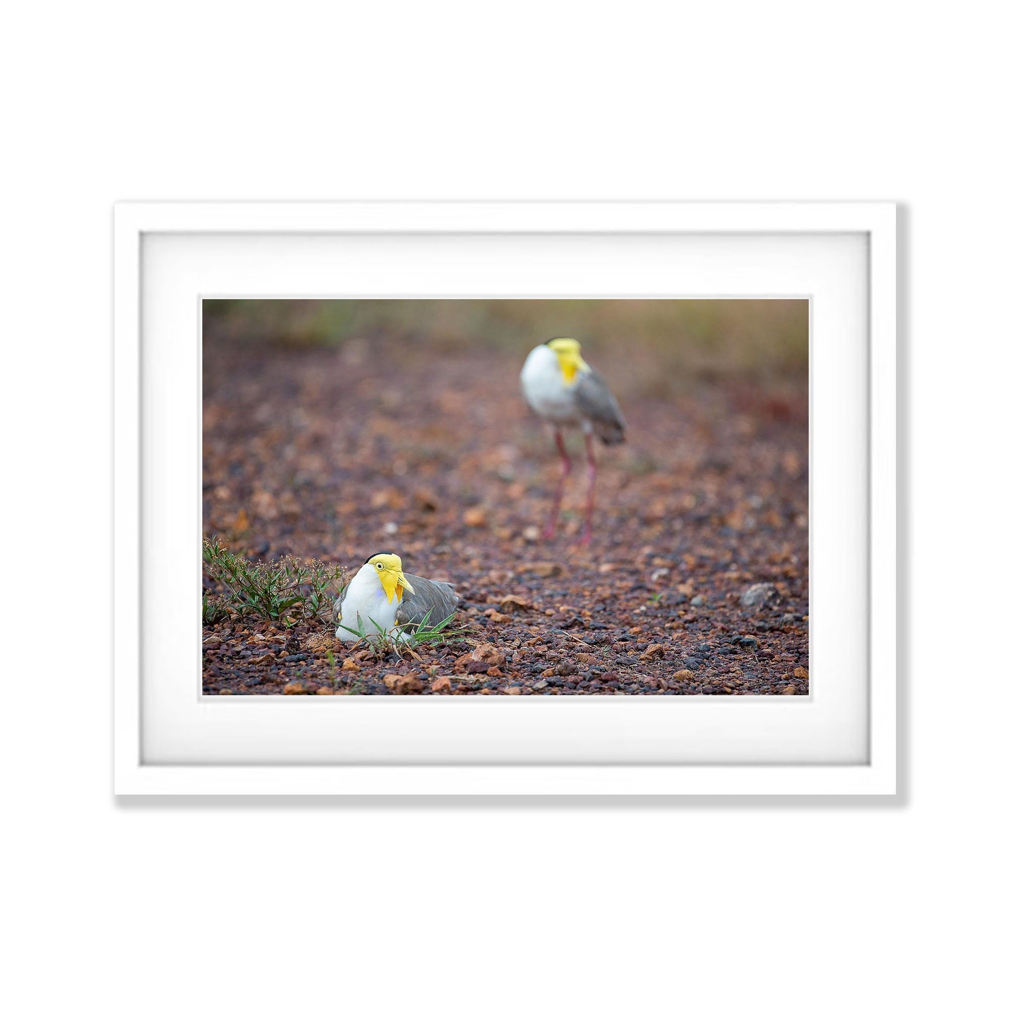 Masked Lapwings breeding, Northern Territory