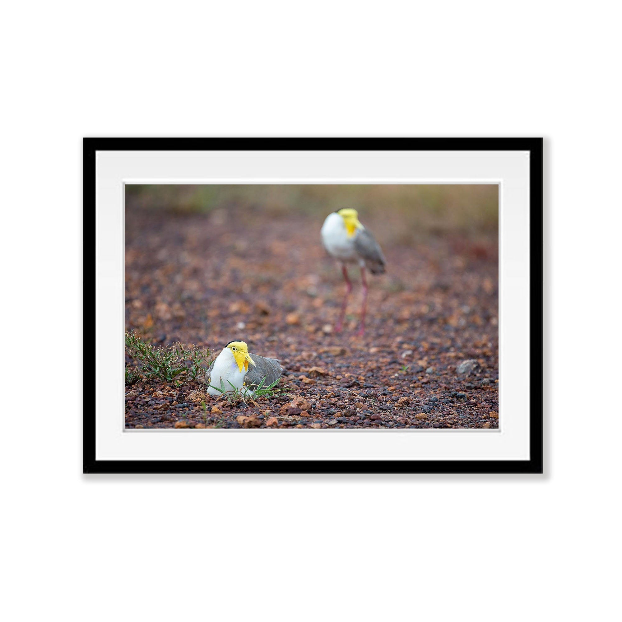 Masked Lapwings breeding, Northern Territory