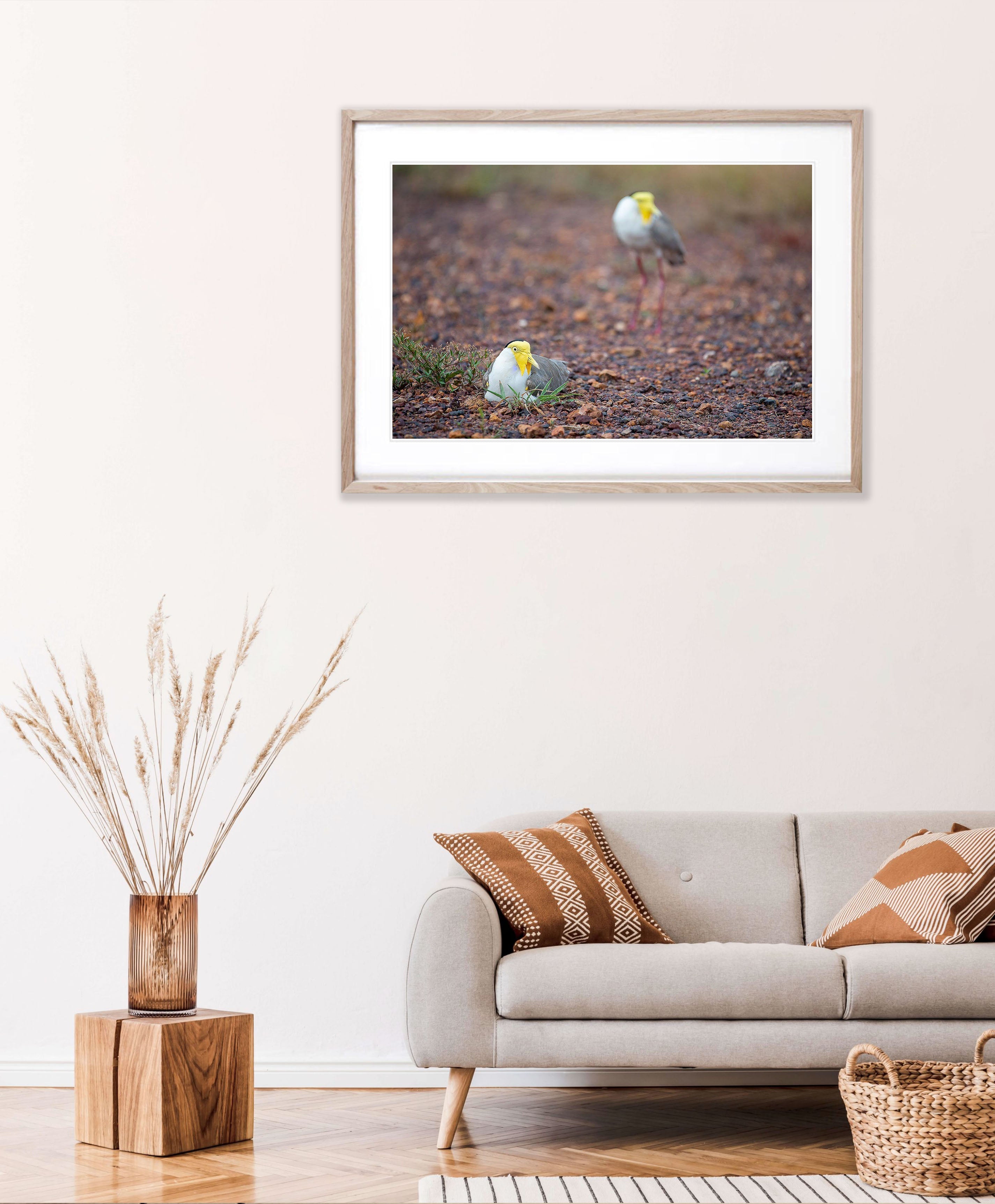 Masked Lapwings breeding, Northern Territory