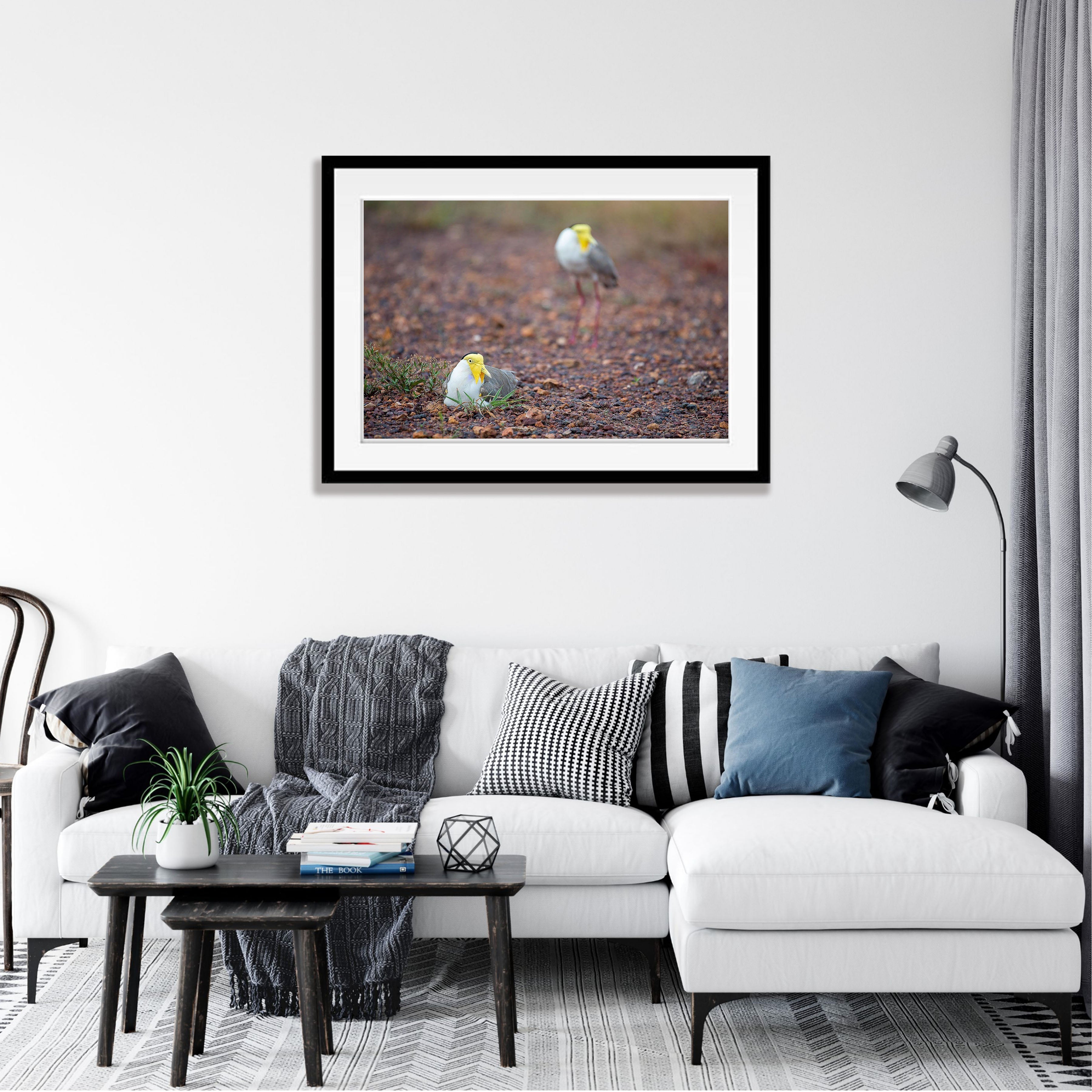 Masked Lapwings breeding, Northern Territory