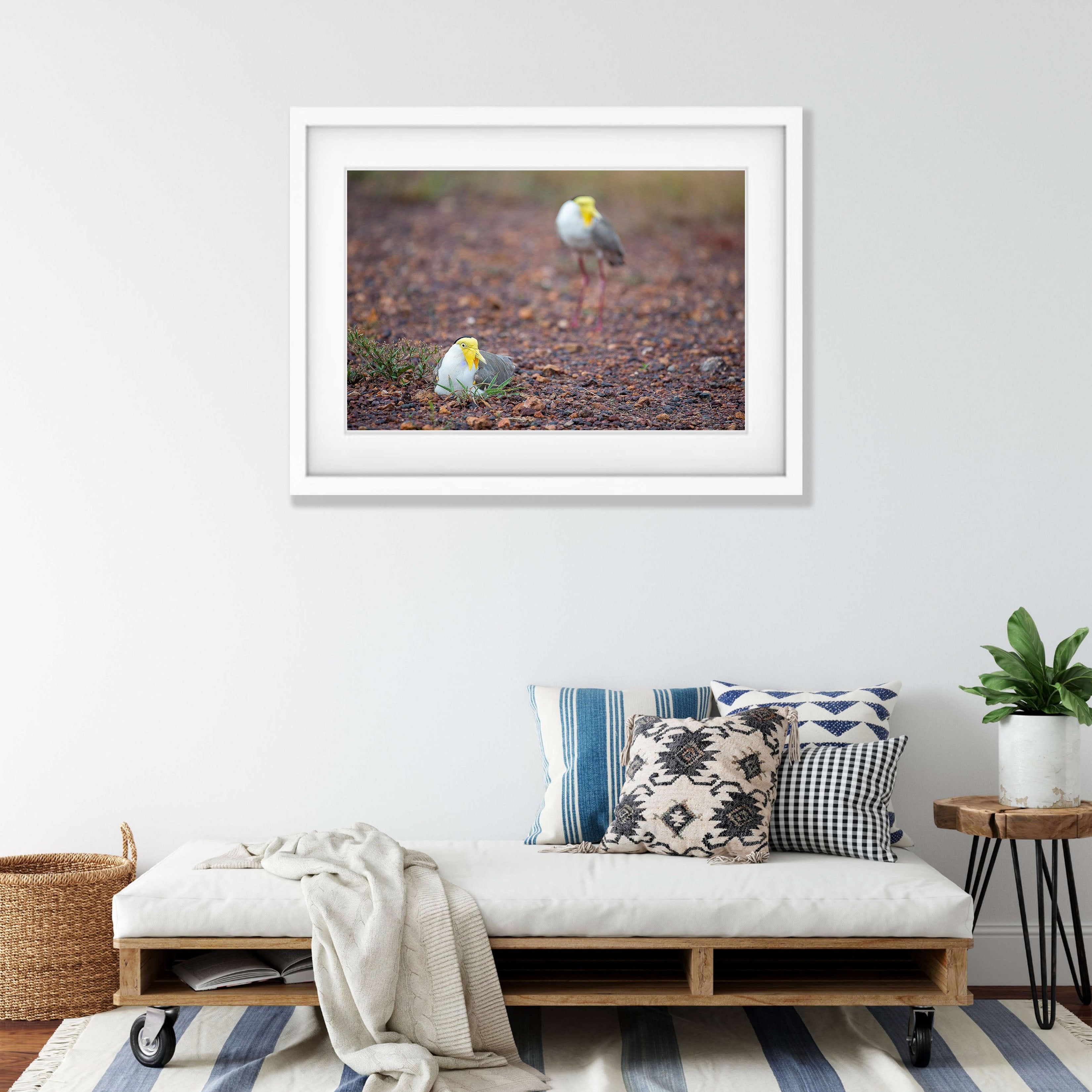 Masked Lapwings breeding, Northern Territory