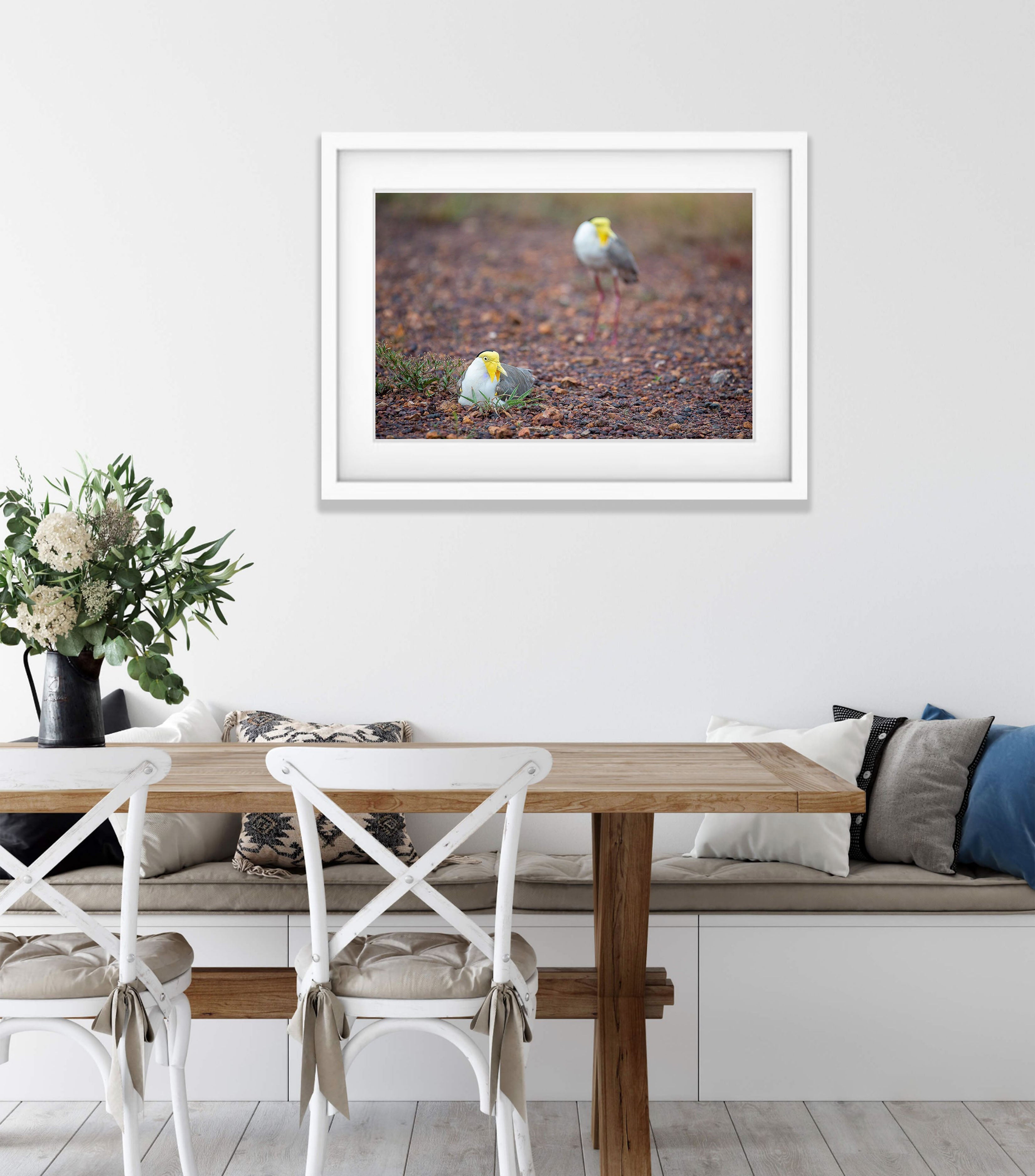 Masked Lapwings breeding, Northern Territory