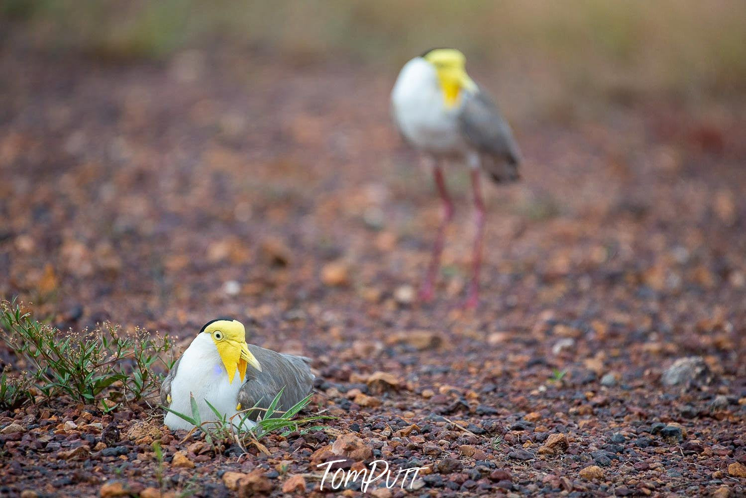 A close-up shot of a Heron-like bird sitting, having a yellow-colored head area, and a similar blurred bird standing in the background, Arnhem Land 27 - Northern Territory