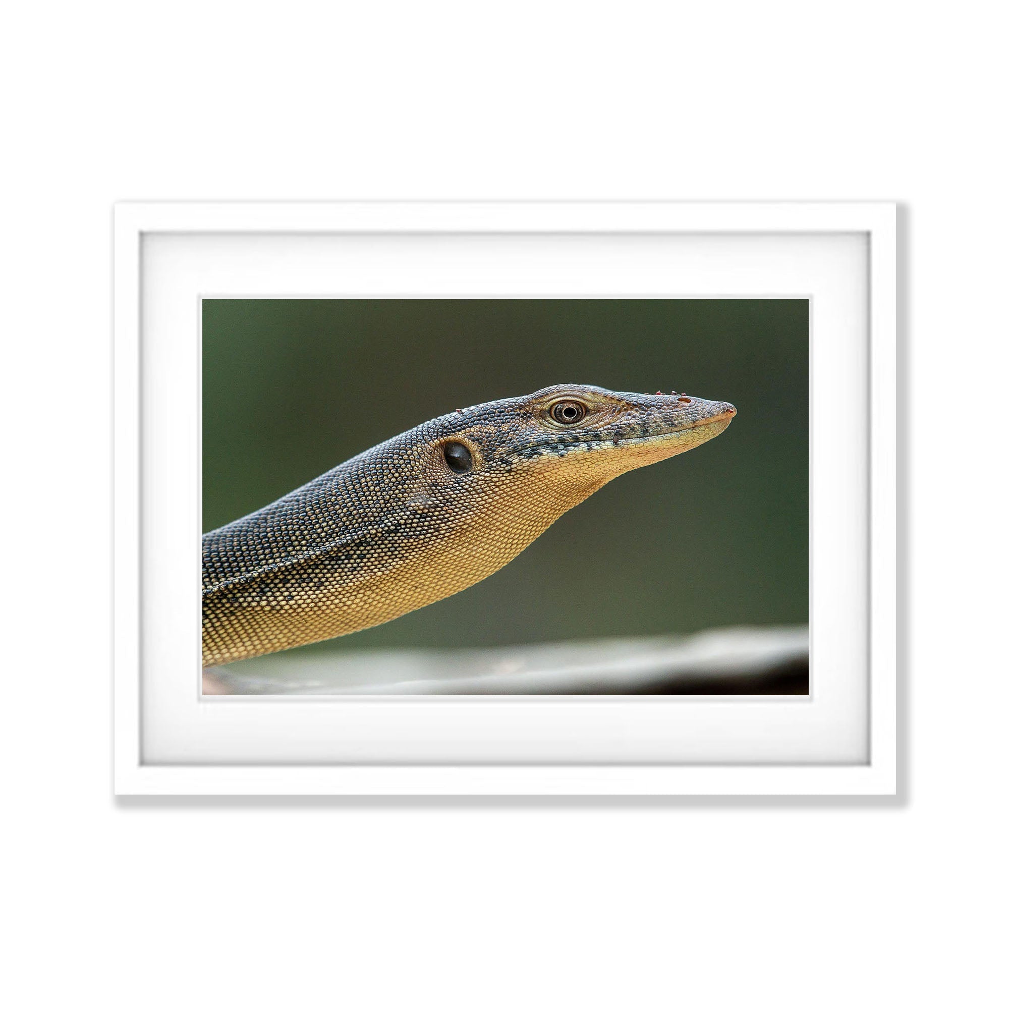 Mertens Water Monitor, Arnhem Land, Northern Territory