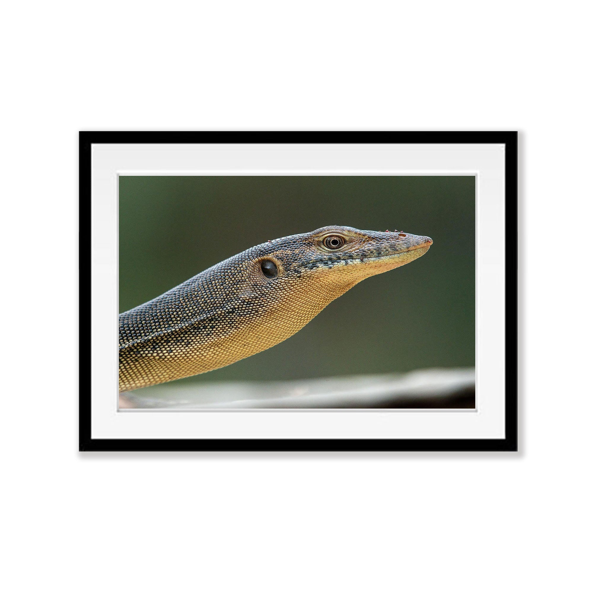 Mertens Water Monitor, Arnhem Land, Northern Territory