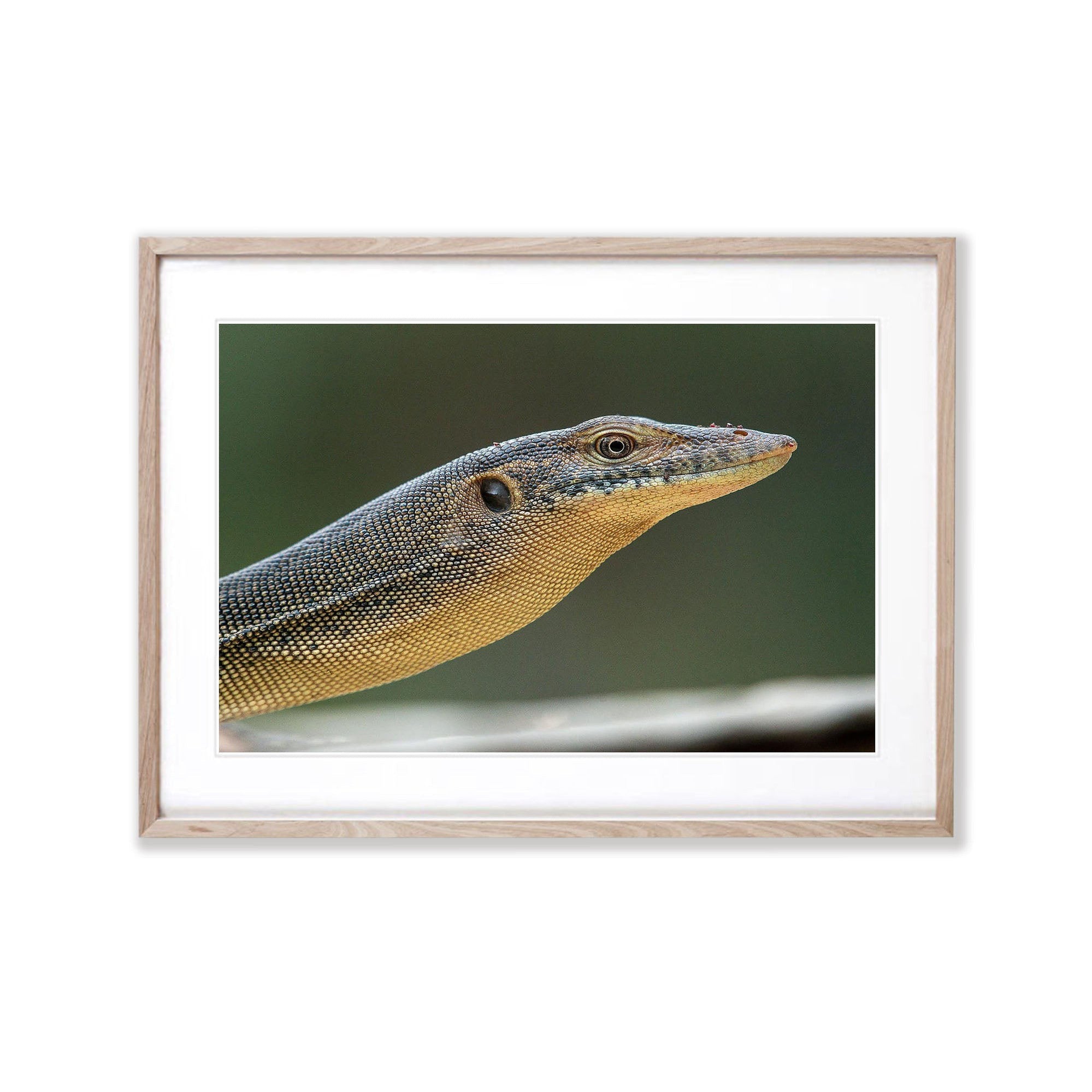 Mertens Water Monitor, Arnhem Land, Northern Territory