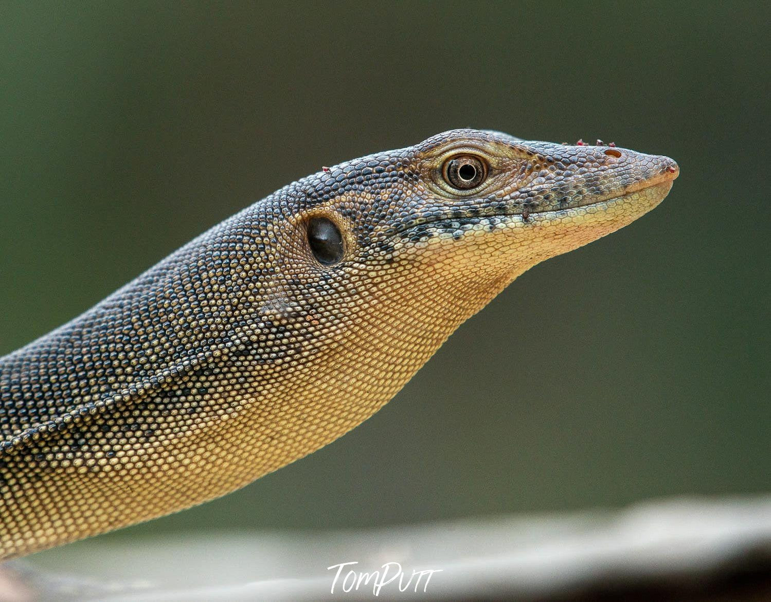 A close-up shot of a long neck snack-like frog staring at his front, Arnhem Land 34 - Northern Territory