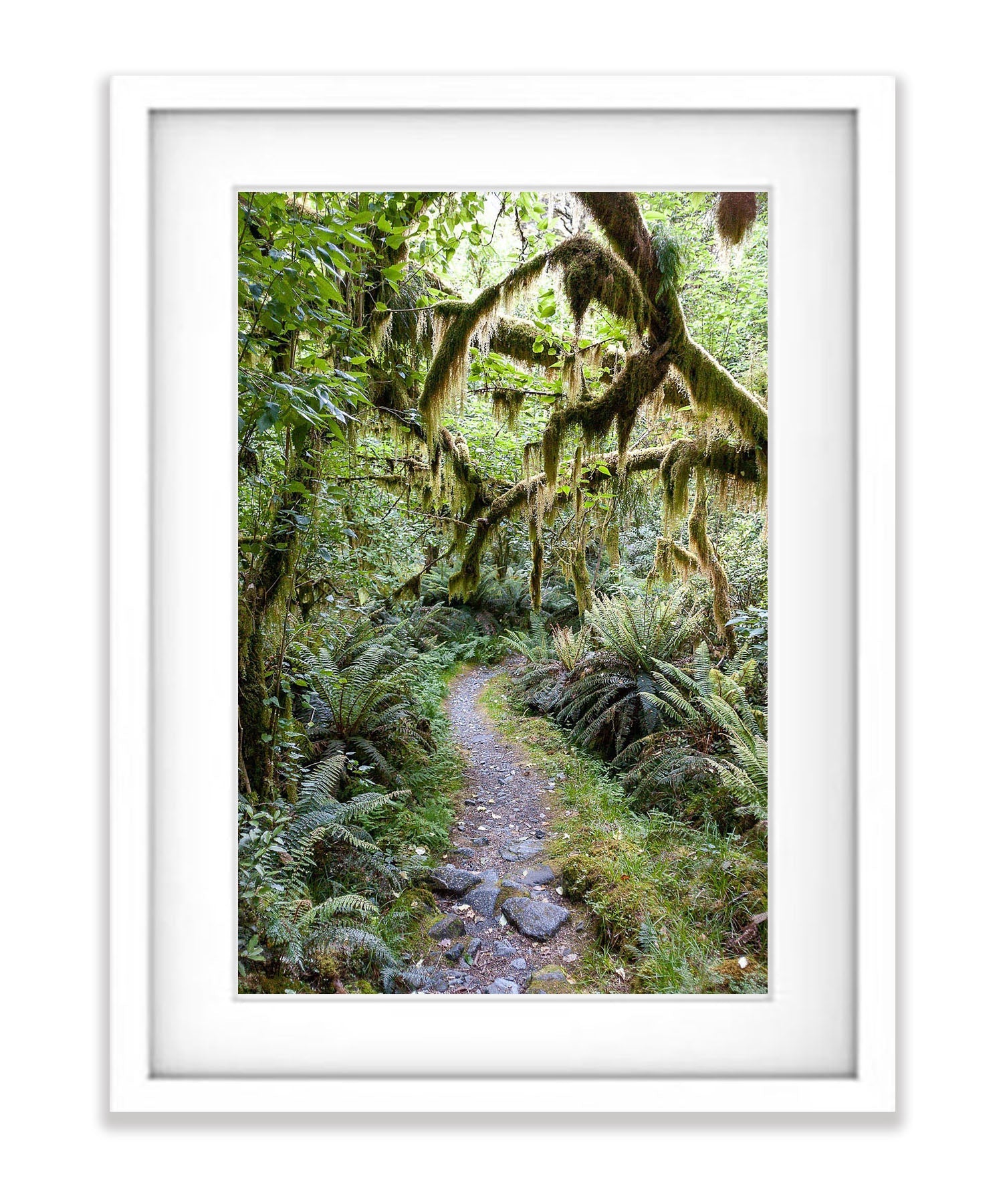 Milford Track rainforest - New Zealand