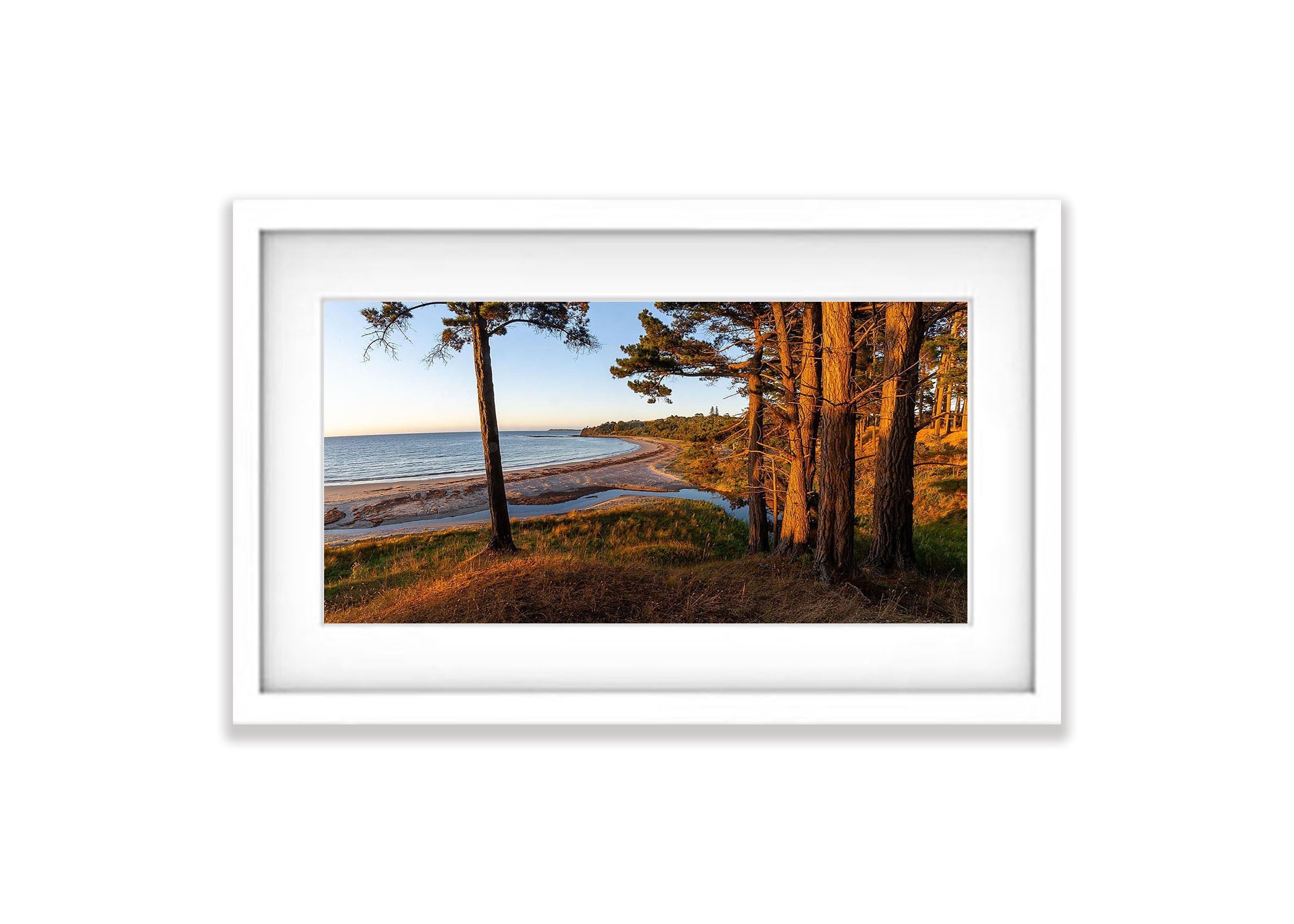 Morning Glow, Shoreham Pine Forest, Mornington Peninsula, VIC