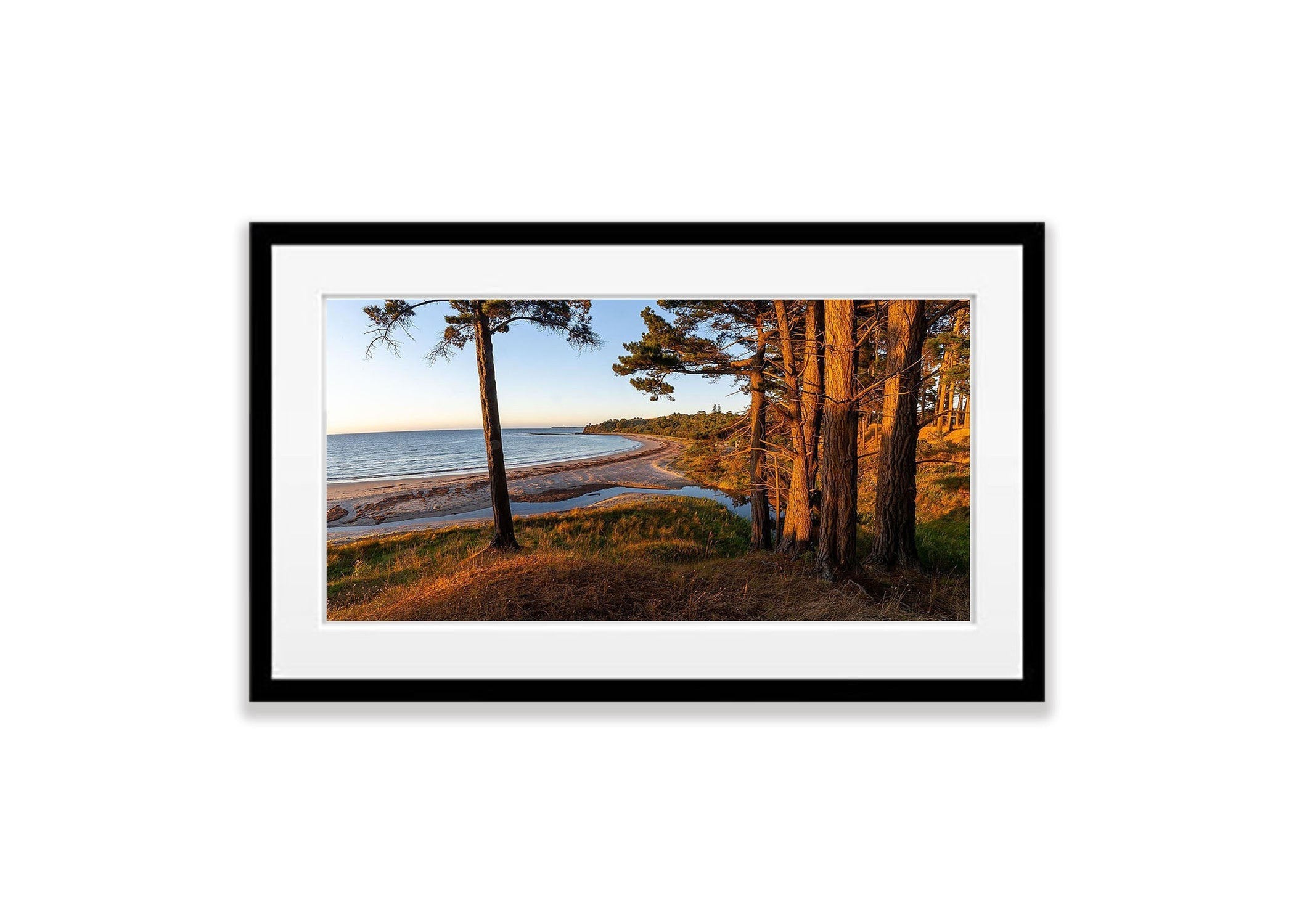 Morning Glow, Shoreham Pine Forest, Mornington Peninsula, VIC