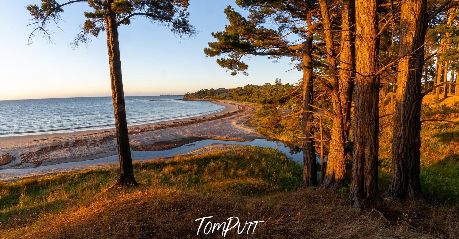 Long palm trees on a sea corner with flashing sunlight, Morning Glow, Shoreham Pine Forest - Mornington Peninsula VIC