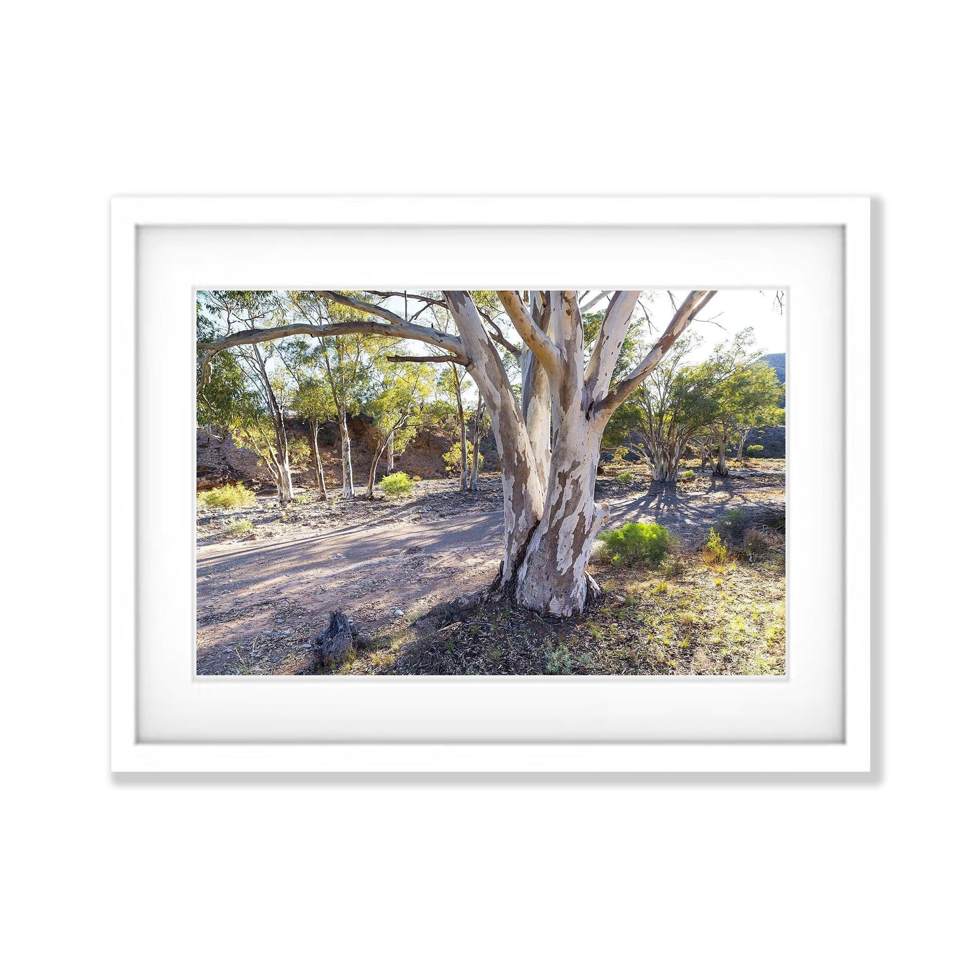 Morning Gumlight - Flinders Ranges SA