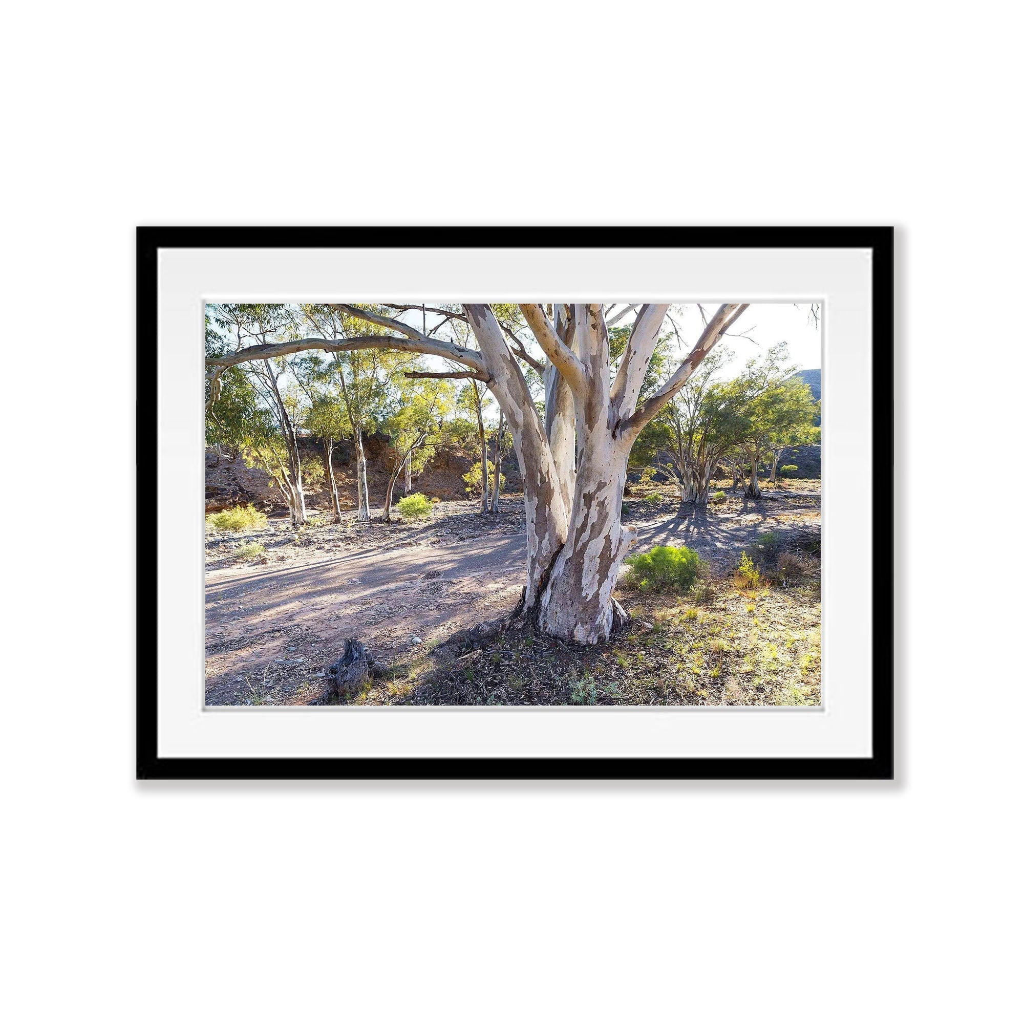 Morning Gumlight - Flinders Ranges SA