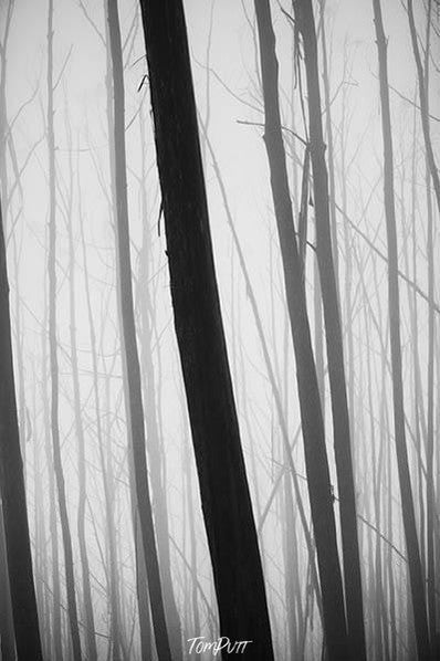 Tall standing tree stems, Mountain Ash - Victorian High Country