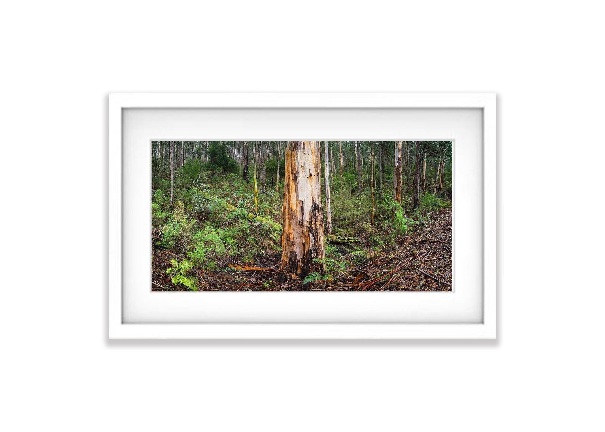 Mountain Ash forest
