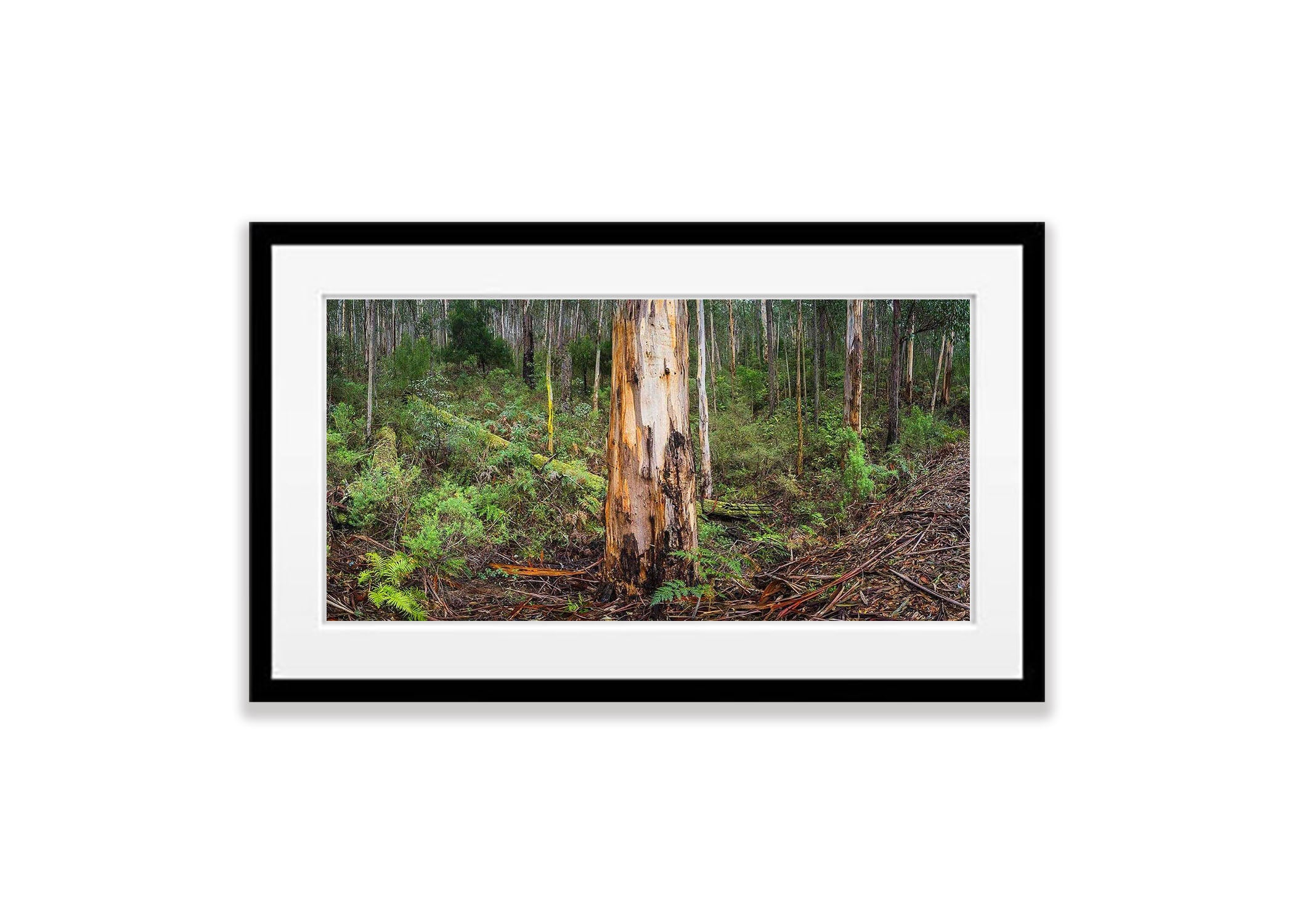 Mountain Ash forest