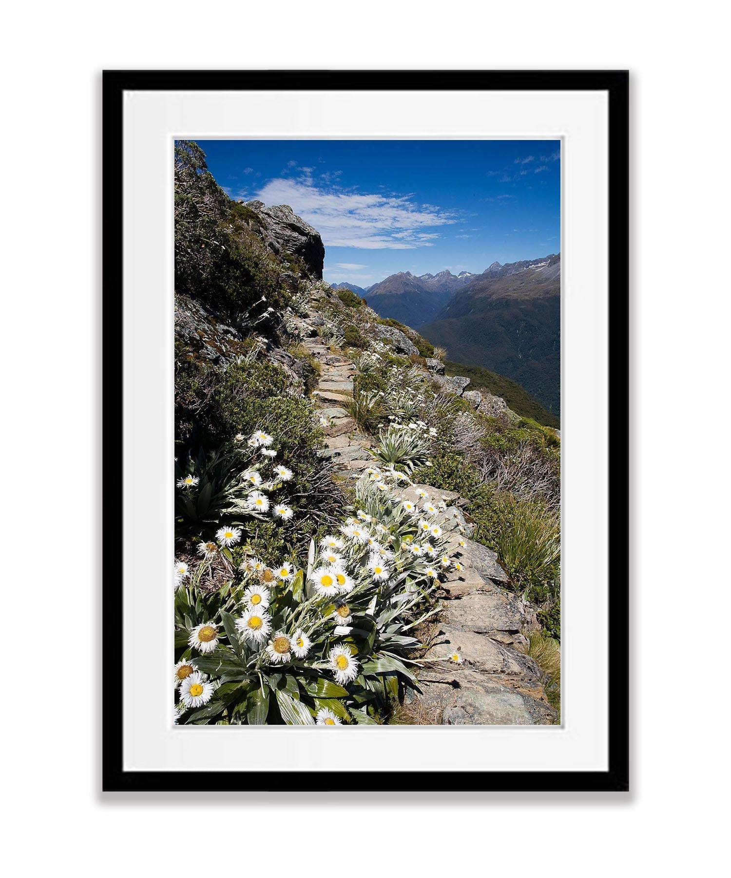 Mountain Daisy No.2, Routeburn Track - New Zealand