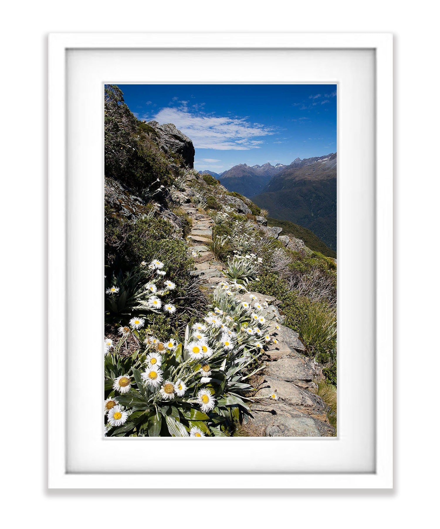 Mountain Daisy No.2, Routeburn Track - New Zealand