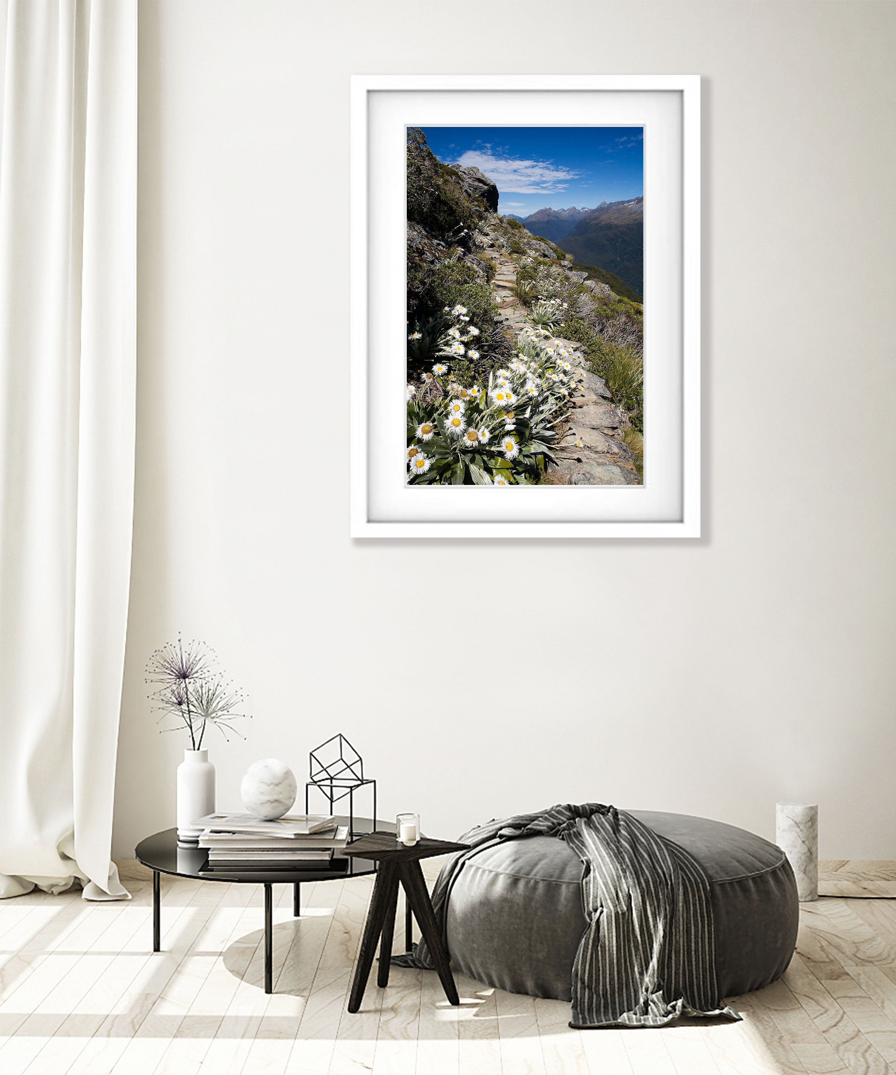 Mountain Daisy No.2, Routeburn Track - New Zealand