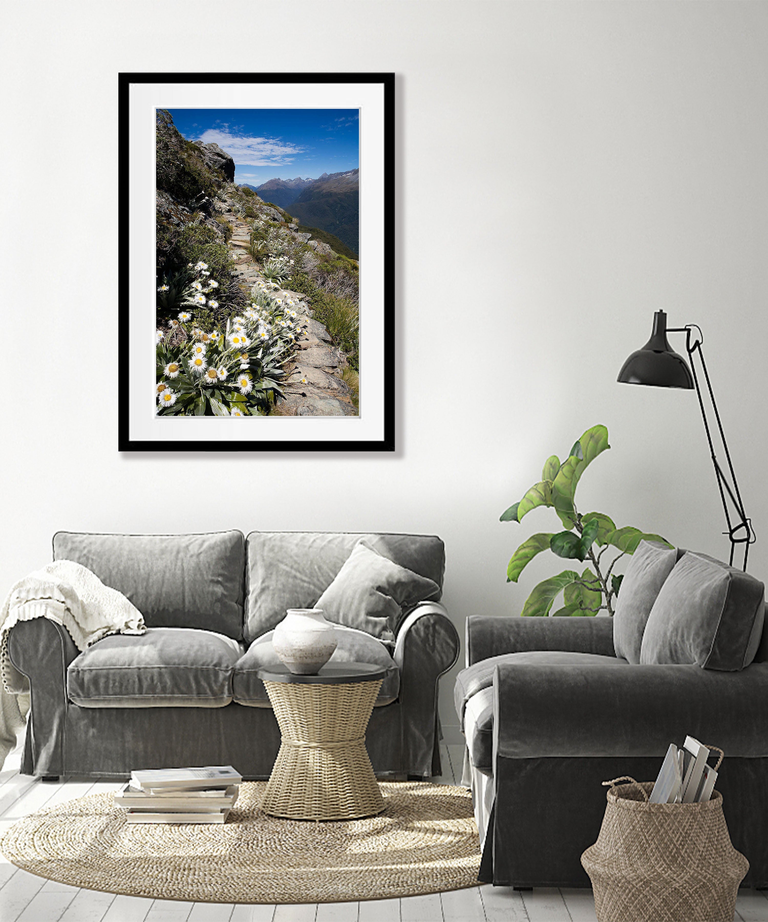 Mountain Daisy No.2, Routeburn Track - New Zealand