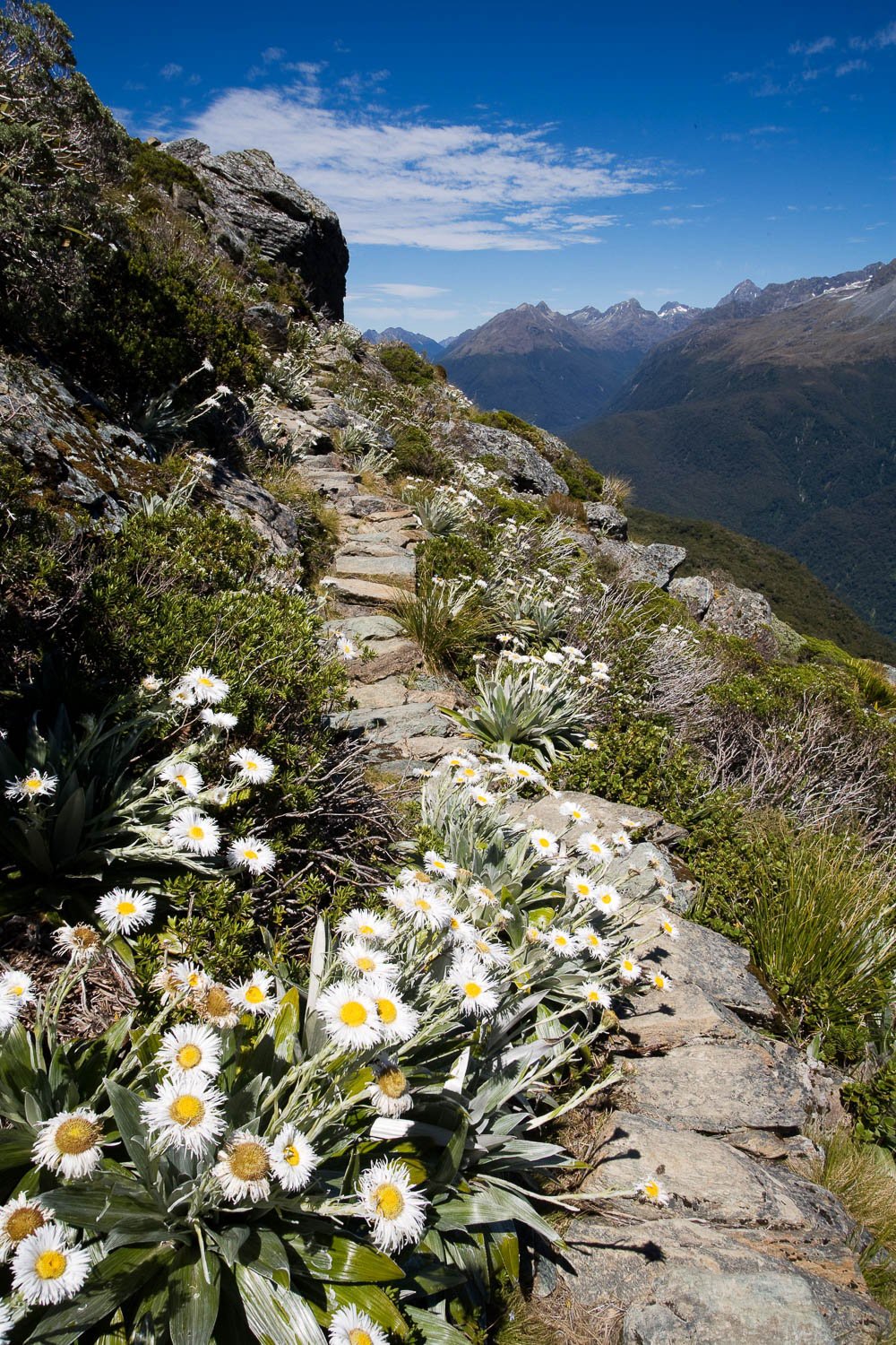 The pathway on a high mountain with some trees and plants around, Mountain Daisy #2, Routeburn Track - New Zealand