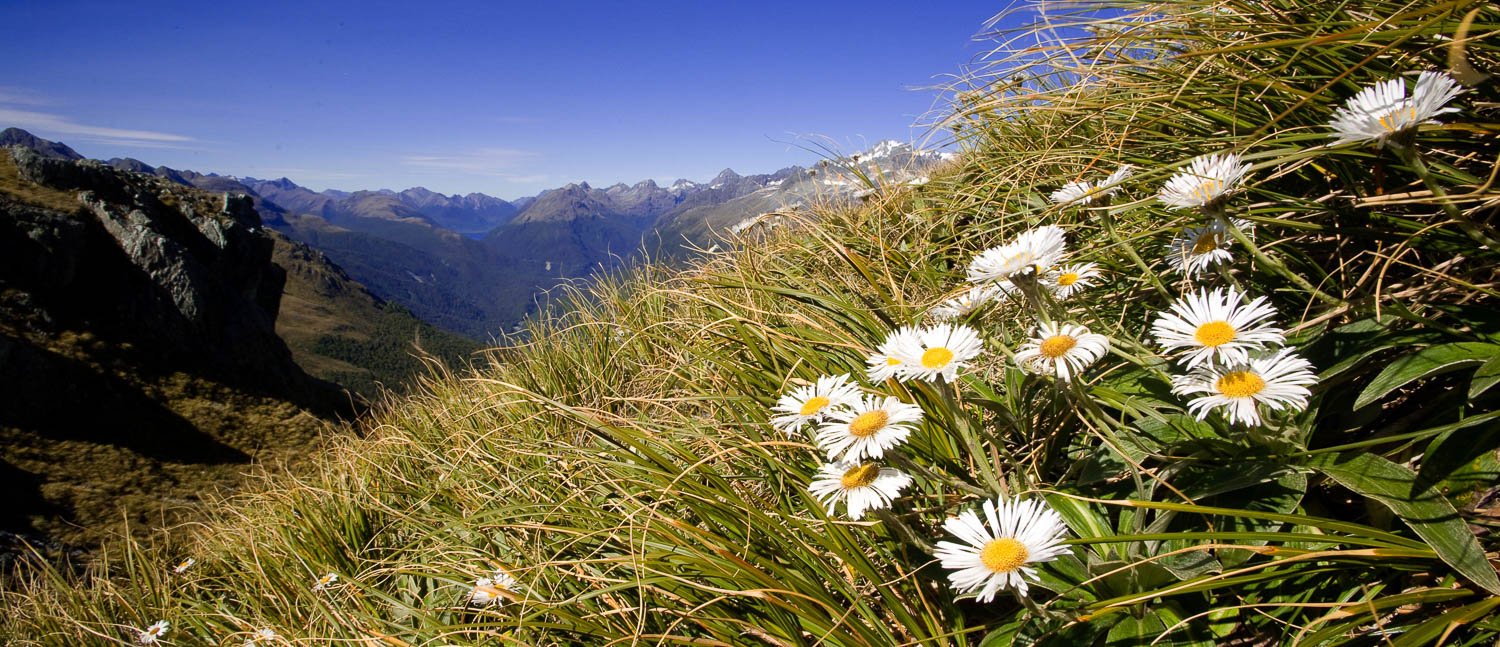 Grassy mountain with some beautiful flowers over, Mountain Daisy, Routeburn Track - New Zealand