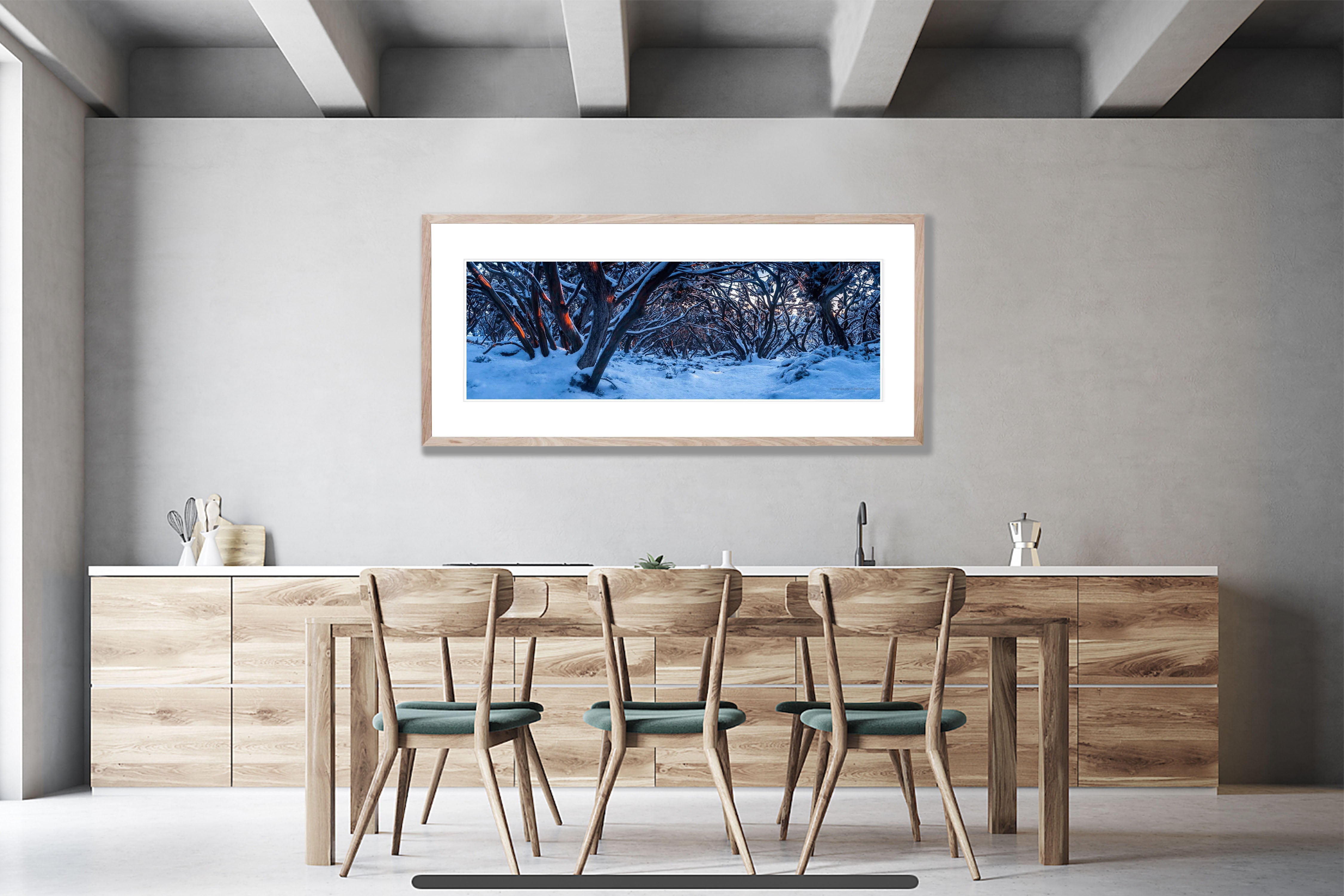 Mt Baw Baw Gum Tree Forest - Victorian High Country