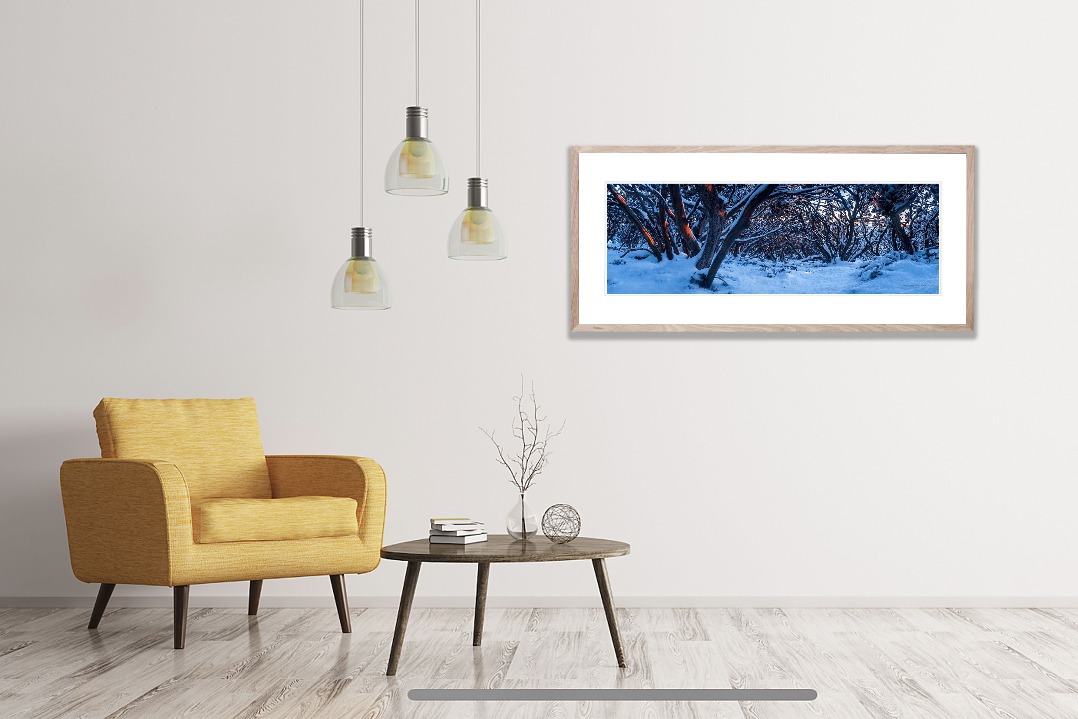 Mt Baw Baw Gum Tree Forest - Victorian High Country