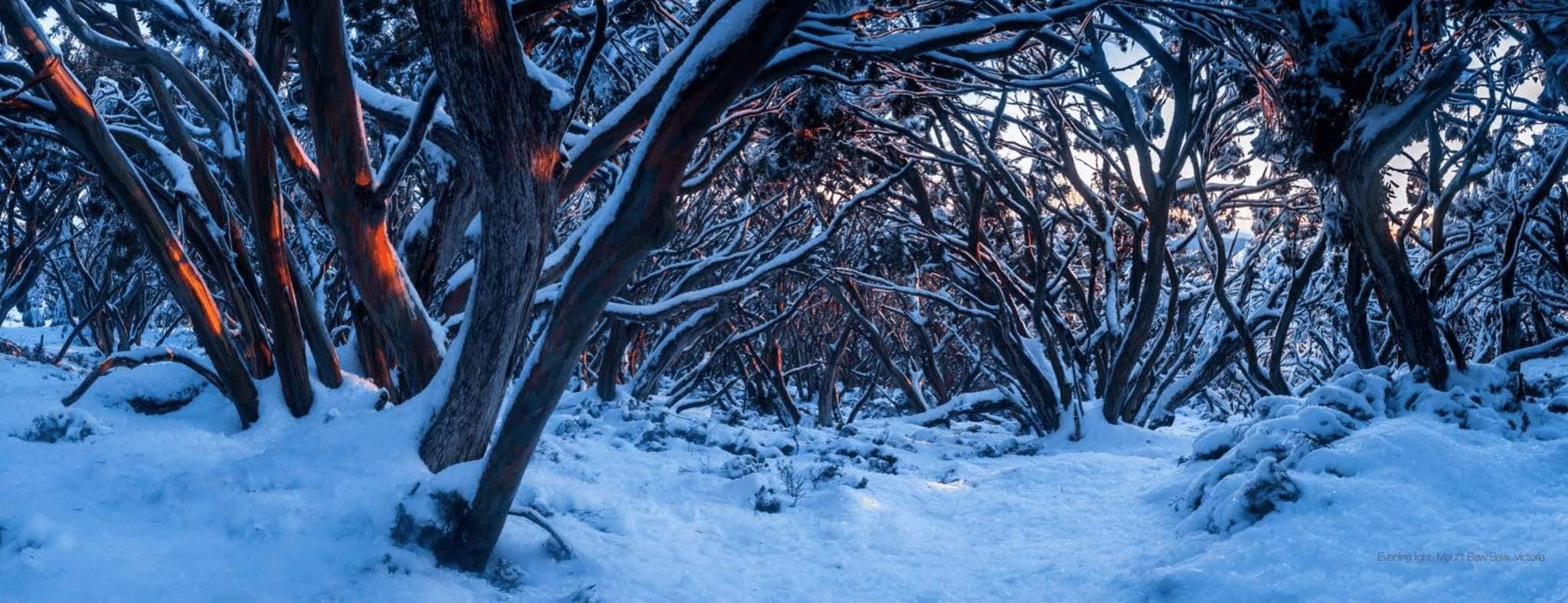 A group of gum trees on a snow-covered land, Mt Baw Baw Gum Tree Forest - Victorian High Country