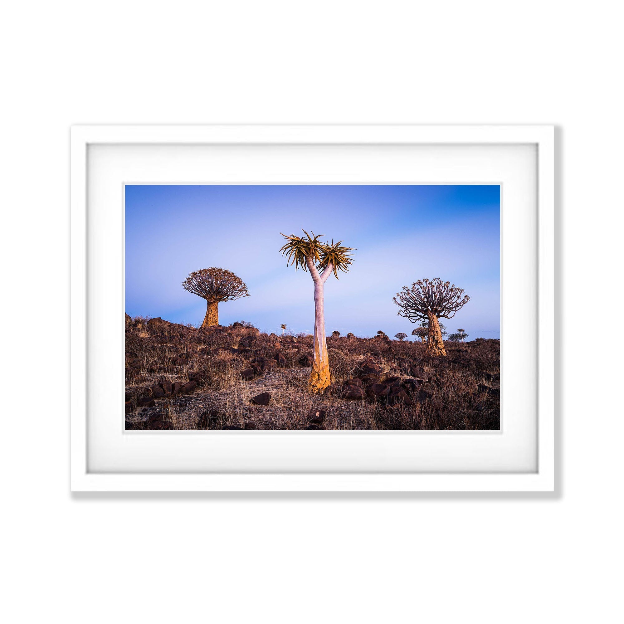 Quiver Trees, Namibia, Africa