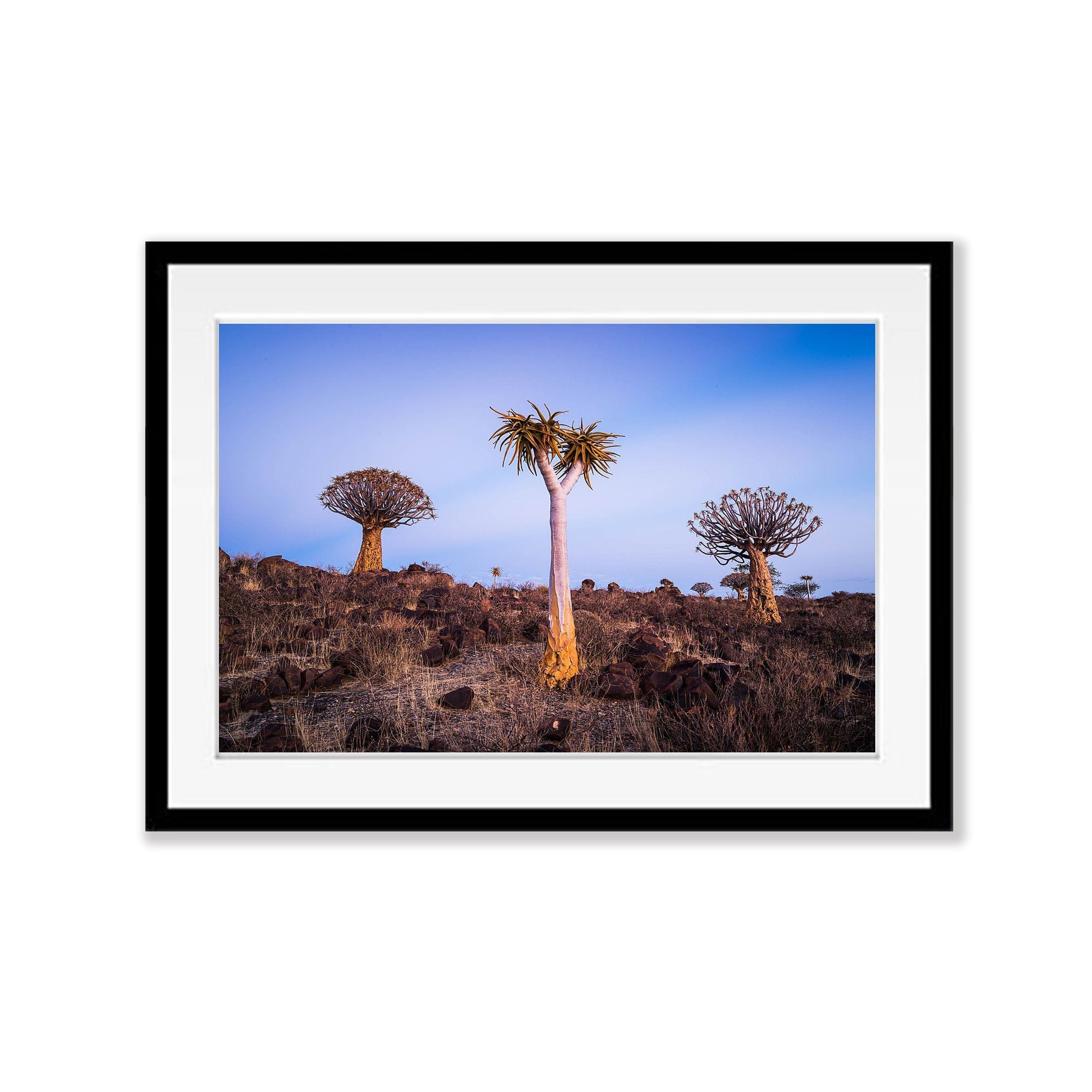 Quiver Trees, Namibia, Africa