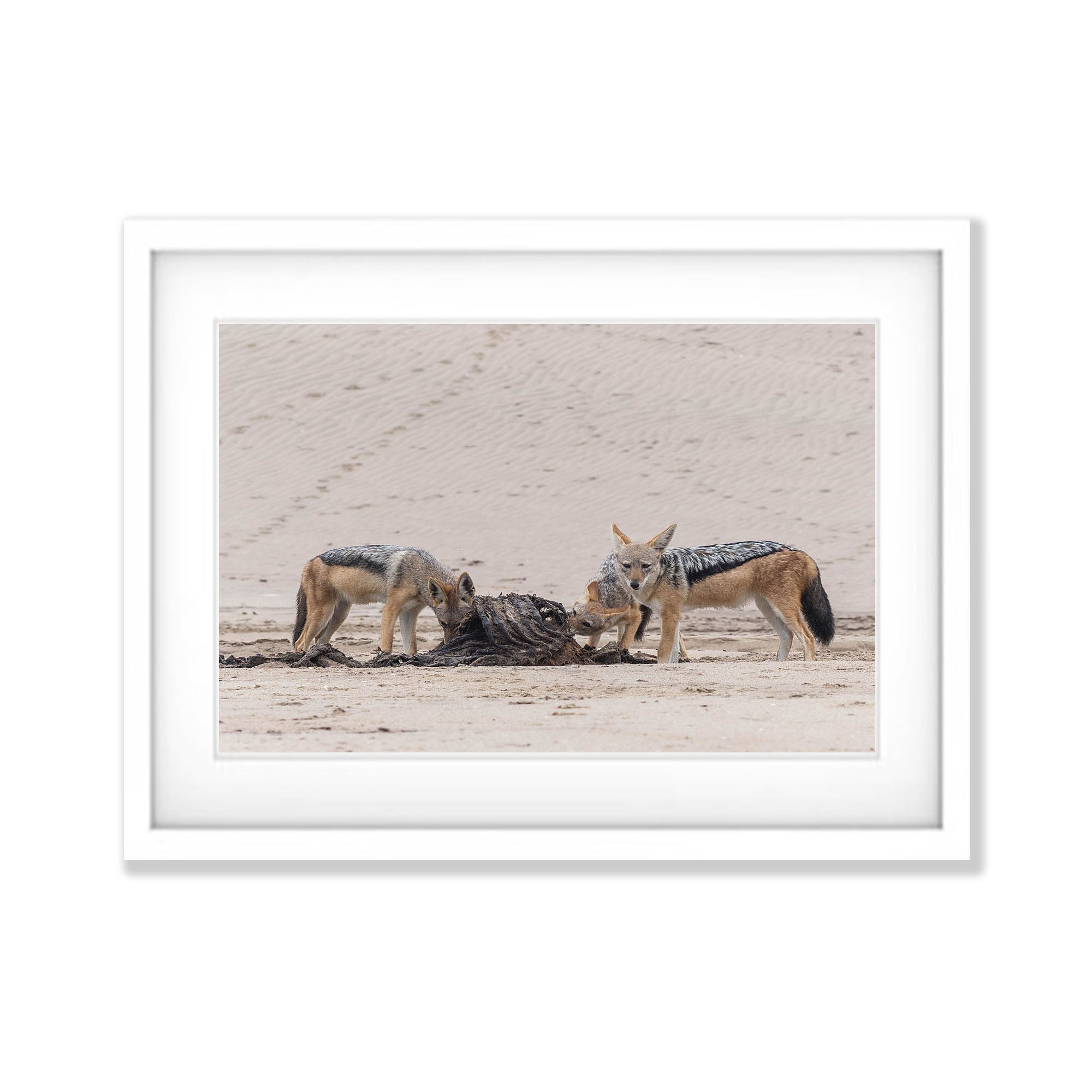 Black-backed Jackals feeding, Namibia, Africa