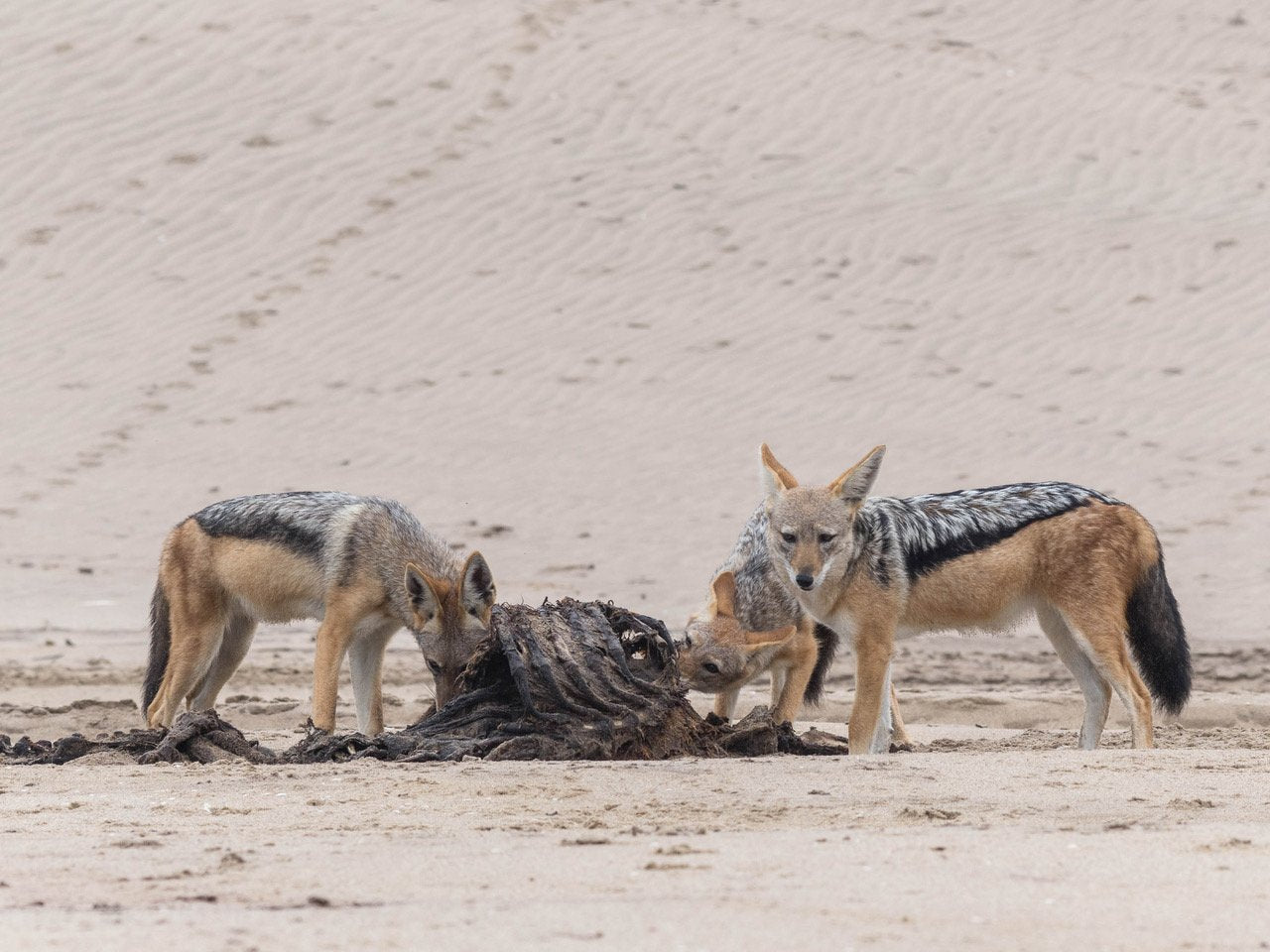A group of wolves eating a dead body, Namibia #19, Africa