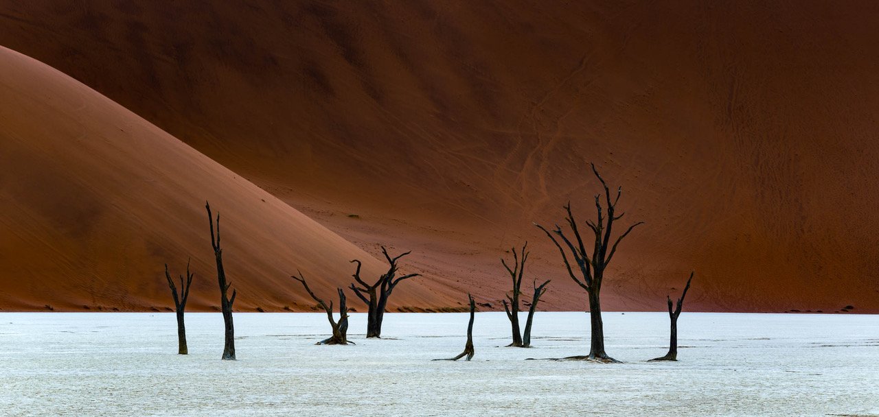 Empty trees on a white land, with a giant mountain wall beside, Namibia #22, Africa