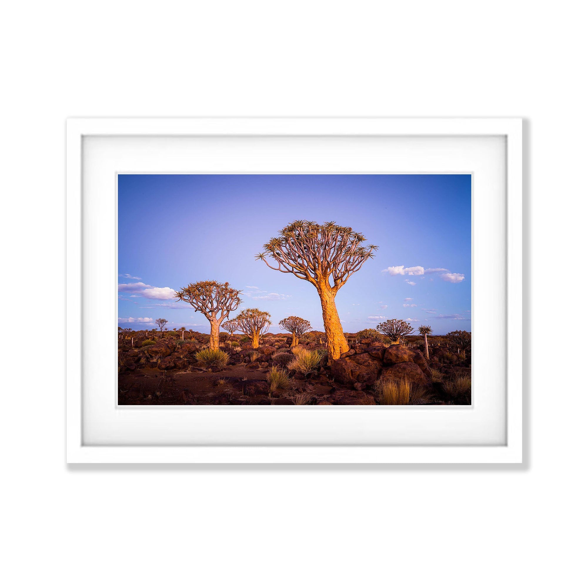Golden Guardians, Namibia, Africa