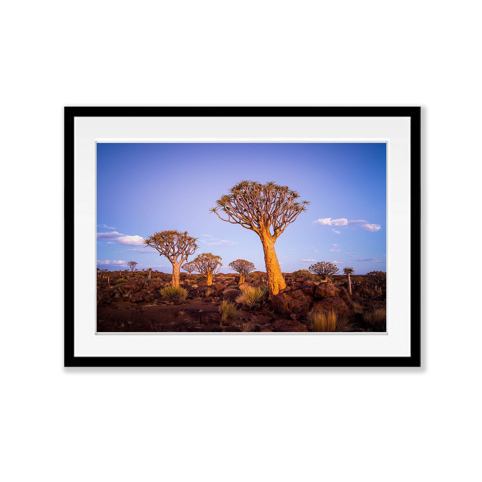 Golden Guardians, Namibia, Africa