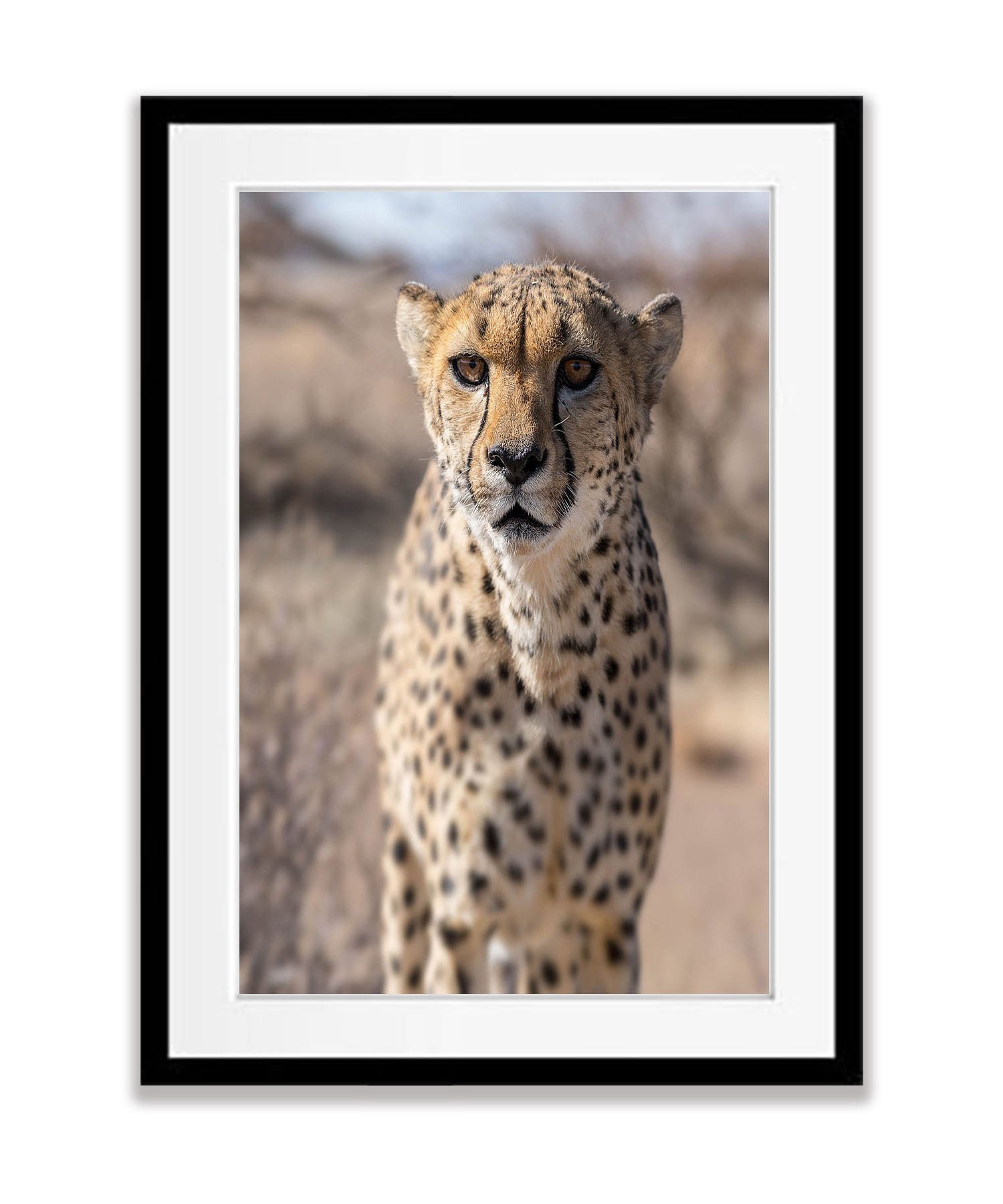 Silent Strength, Namibia, Africa