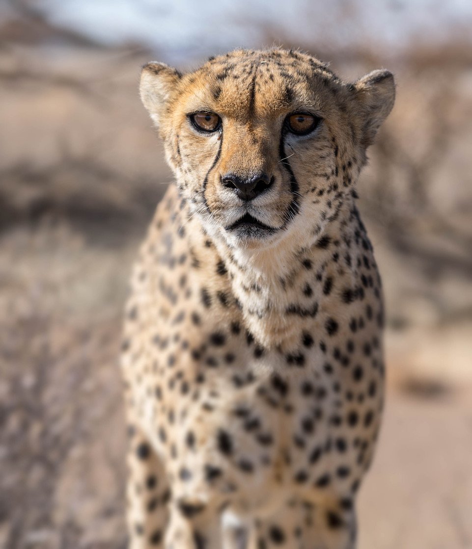 Close-up shot of a leopard, Namibia #34, Africa