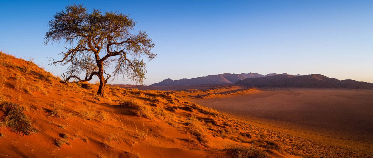 Mound of desert with a wild tree, Namibia #35, Africa
