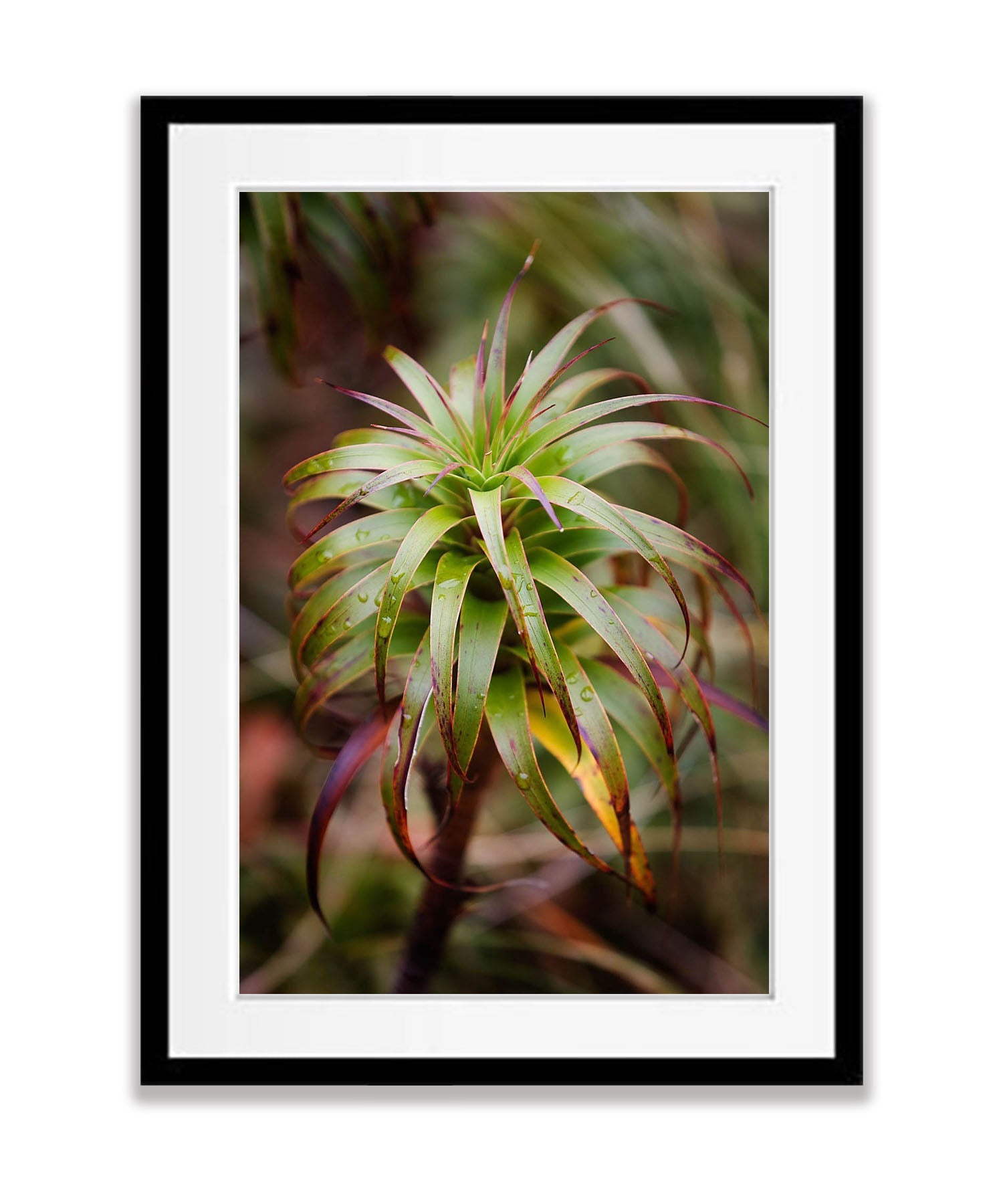Native Flora, Routeburn Track - New Zealand