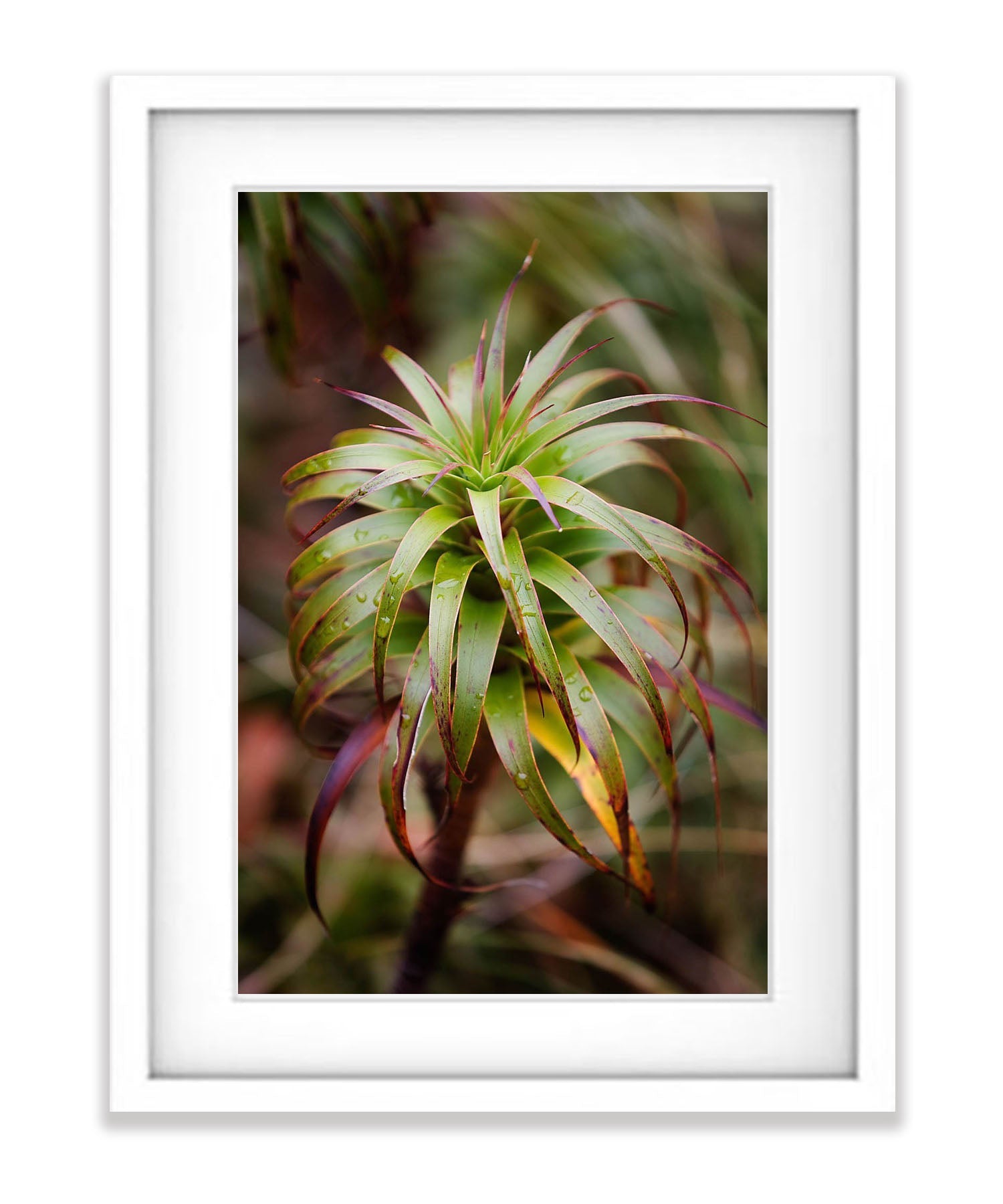 Native Flora, Routeburn Track - New Zealand