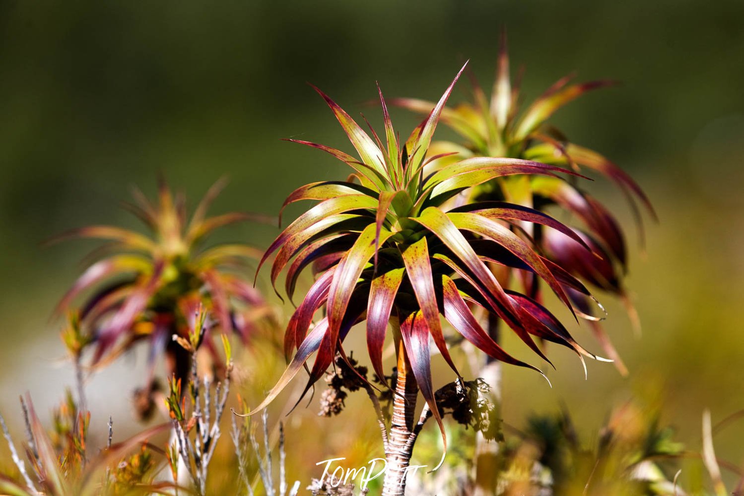 Flower of green color and purple edges, Native Flora, Routeburn Track - New Zealand