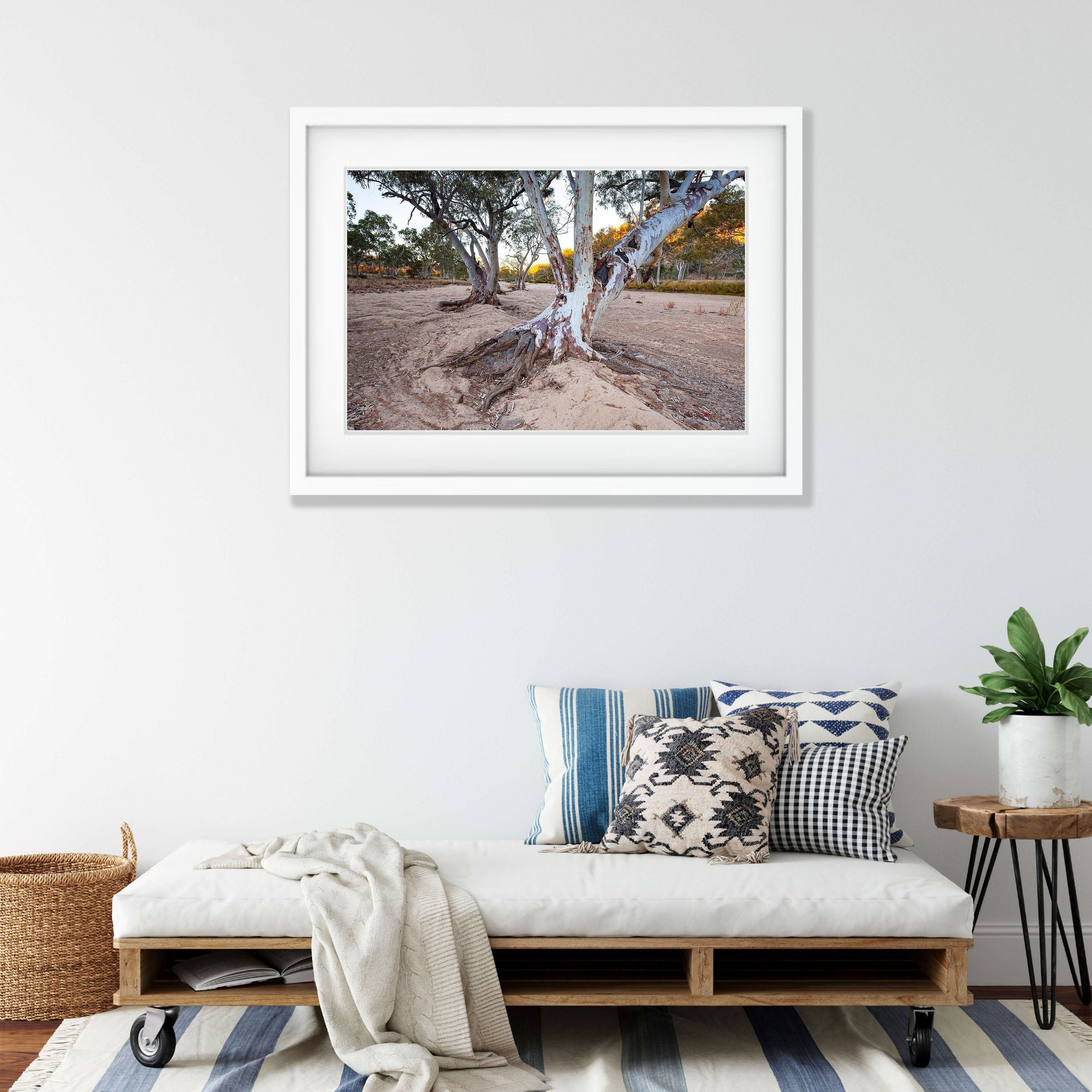 Ormiston River Gums - West Macdonnell Ranges, NT