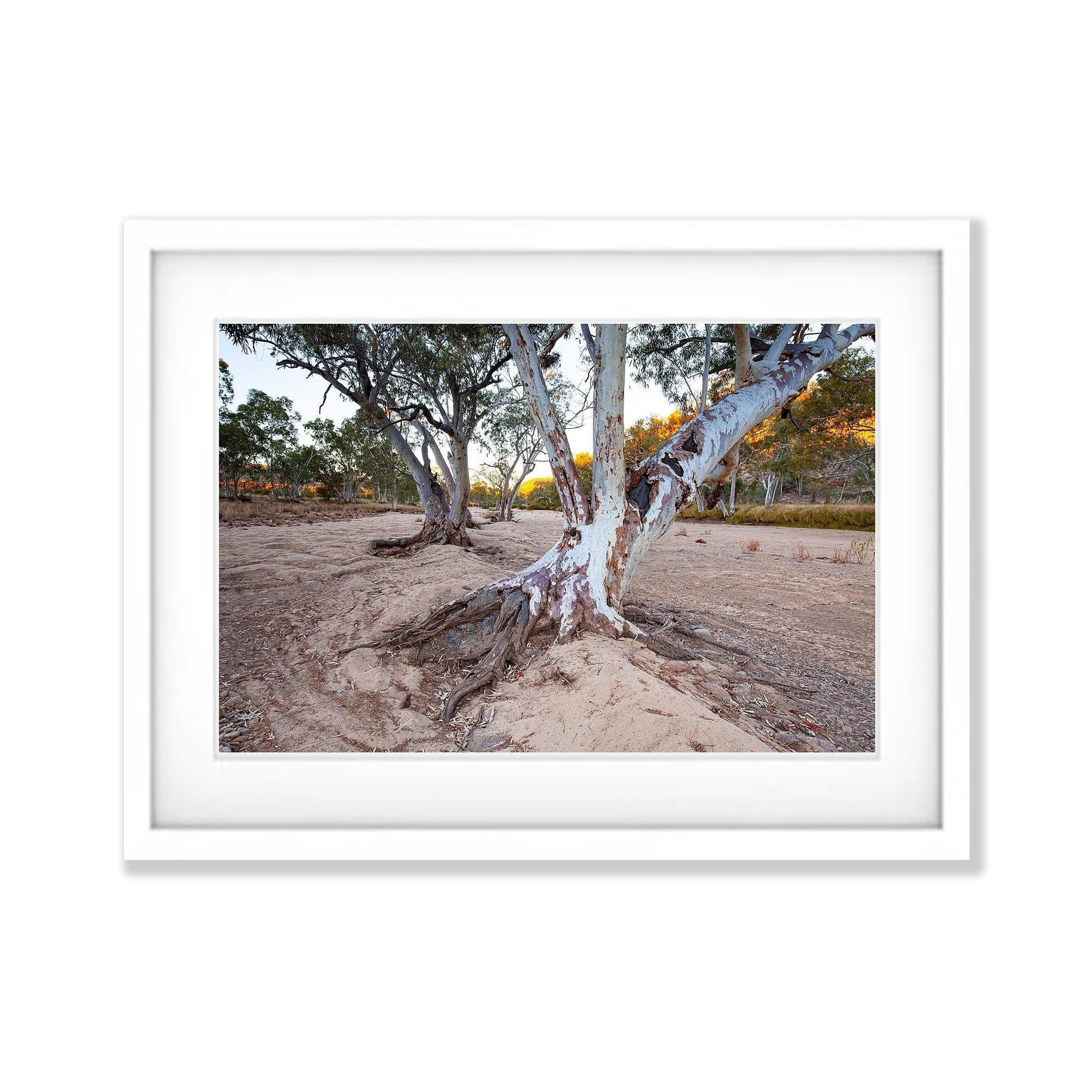 Ormiston River Gums - West Macdonnell Ranges, NT