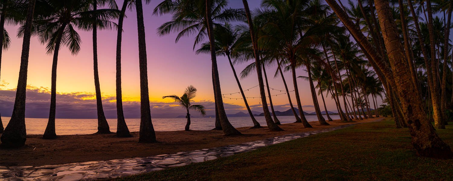 Long palm trees in a row with a purplish effect of sunset, Palm Cove Sunrise, Far North Queensland