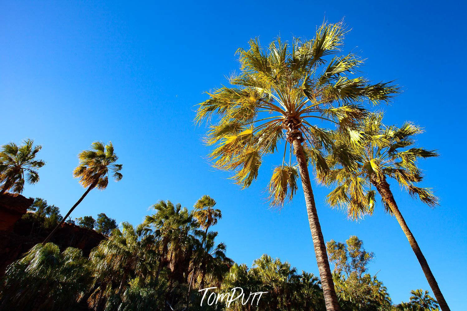 A lot of long-standing palm trees, Palm Valley, Finke Gorge National Park - Northern Territory